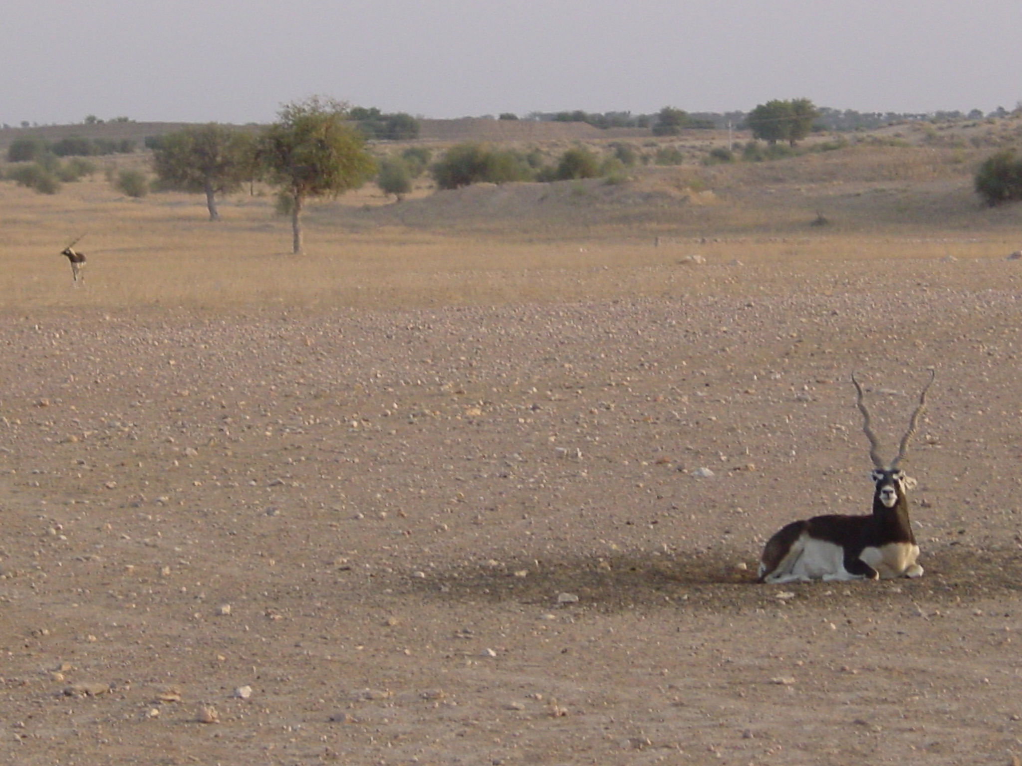 Safari en Nagaur, por paulinette