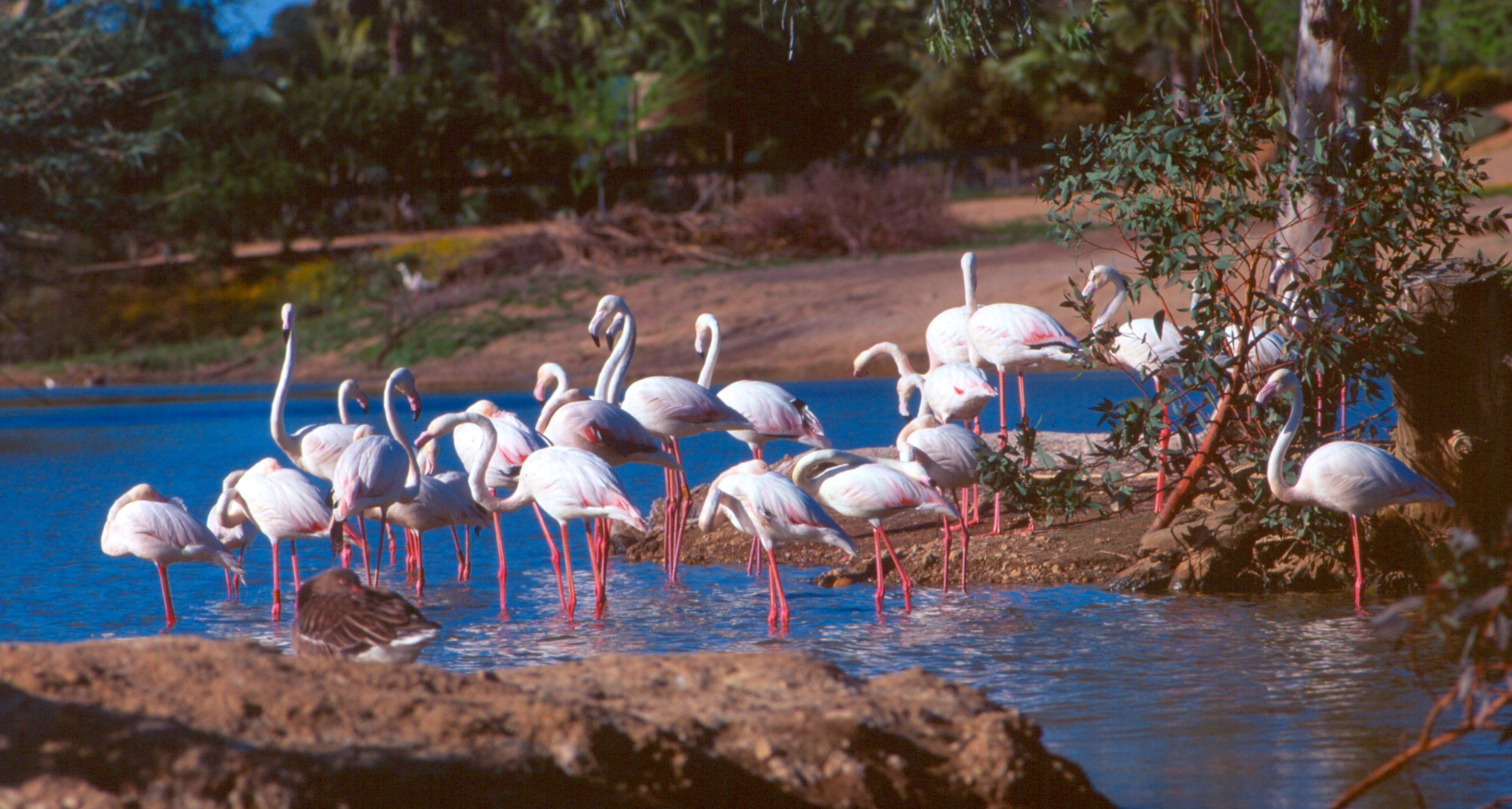 Reservas naturales en Sevilla: un recorrido por su biodiversidad y belleza