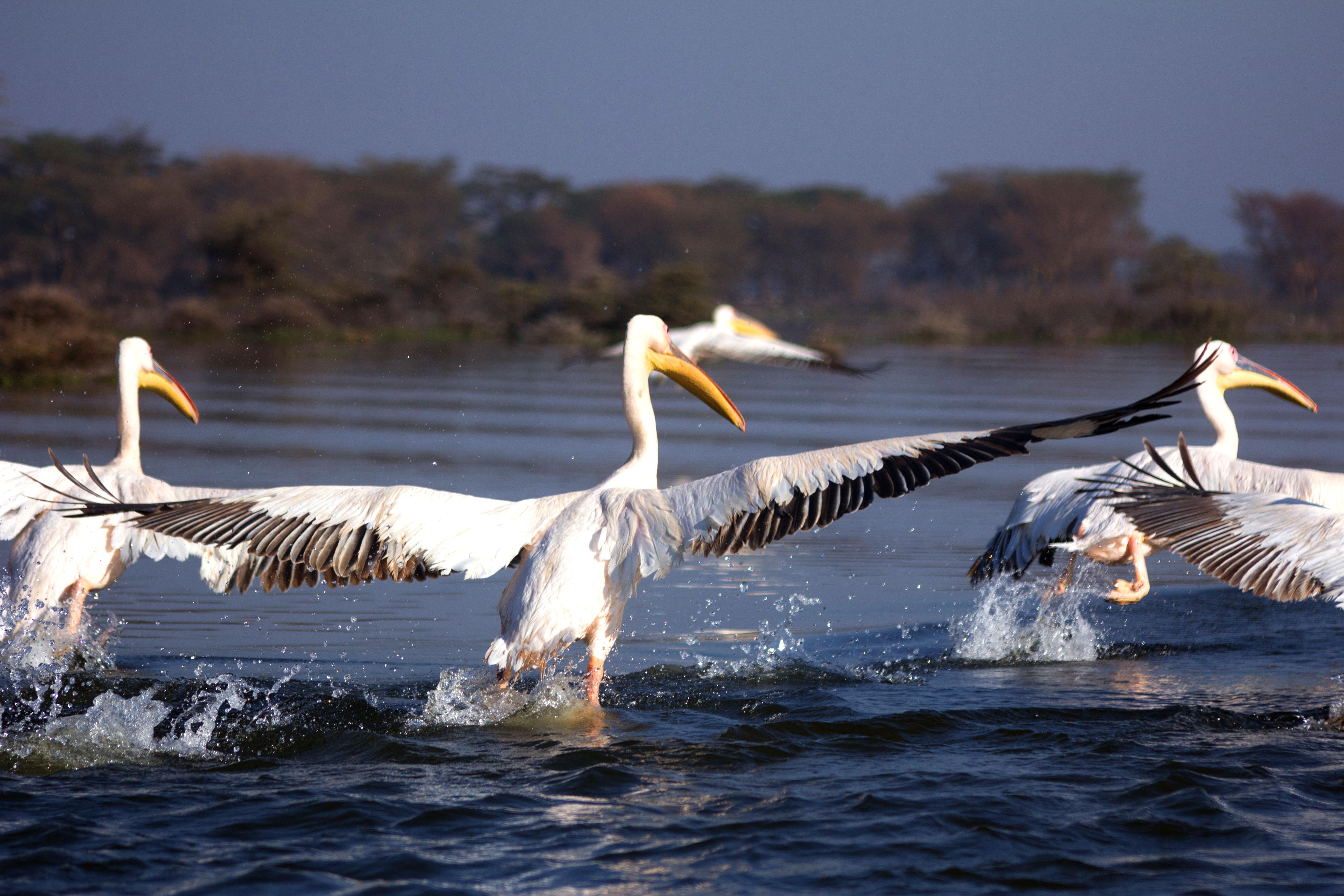 Descubre los lagos en Kenia que deslumbran con su belleza natural