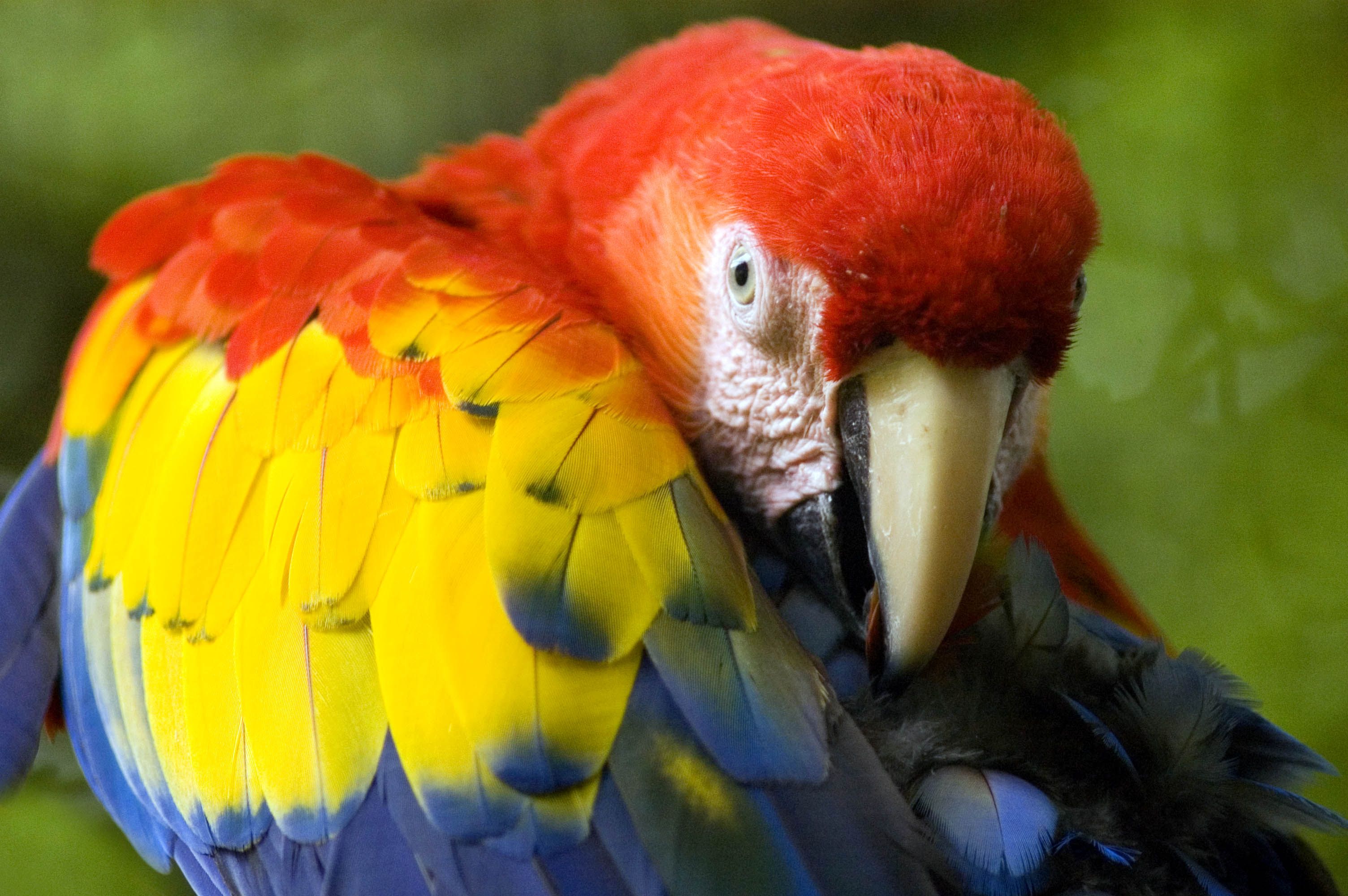 Ruta Nacional de las Aves, por Jorge Rene