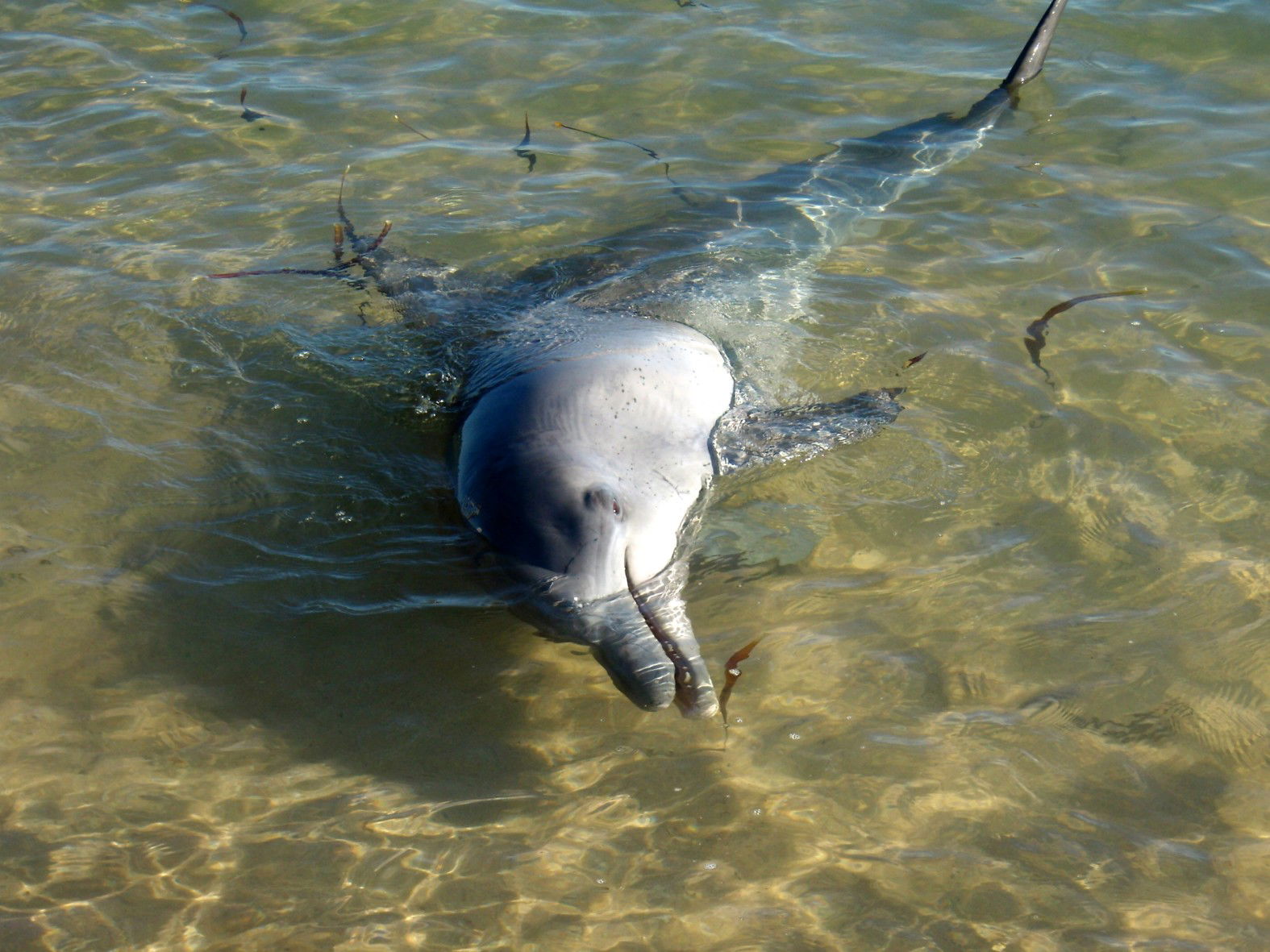 Delfines de Monkey Mia, por macgreg