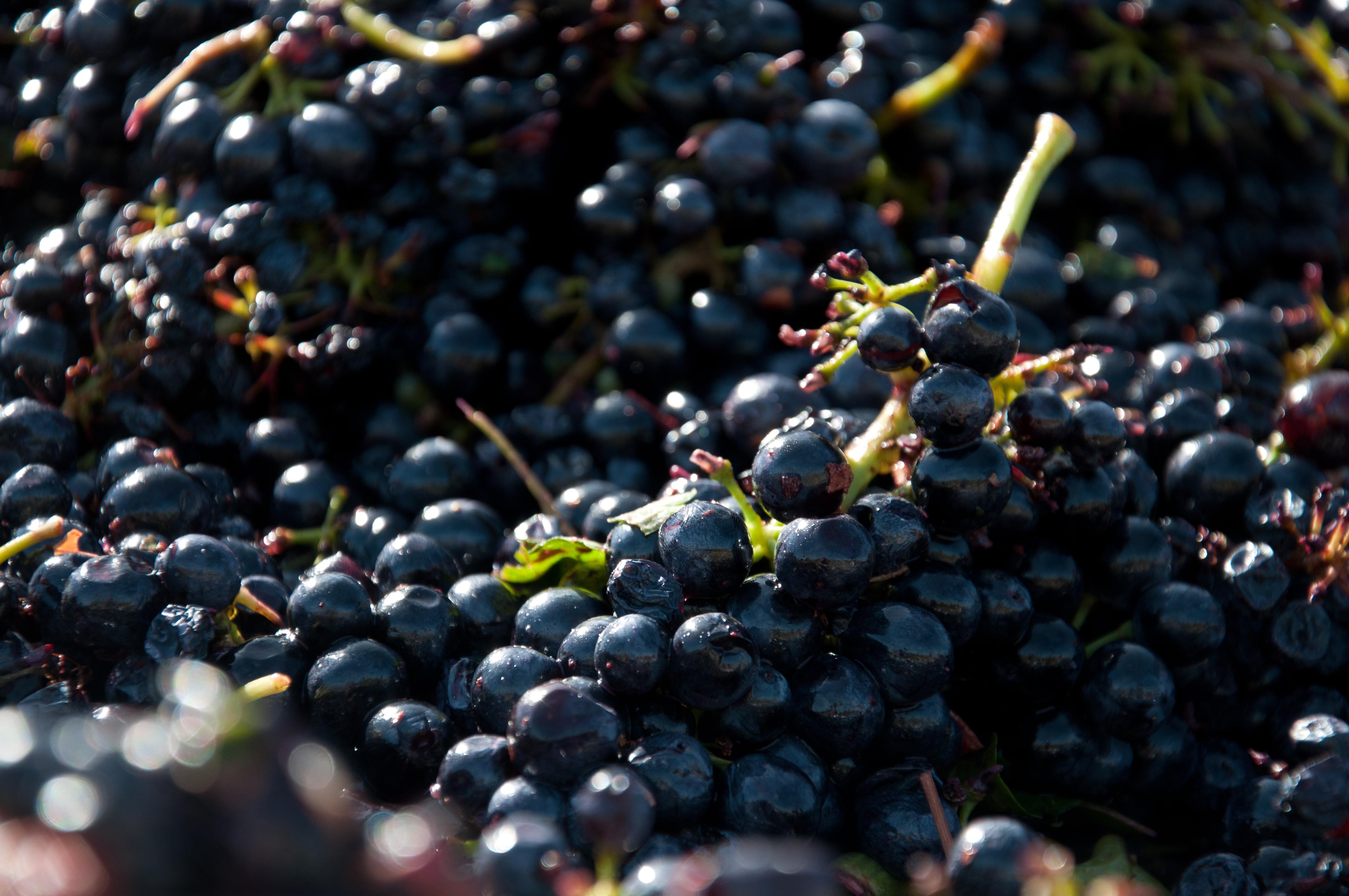 Bodegas en Toledo para disfrutar de un viaje enológico inolvidable