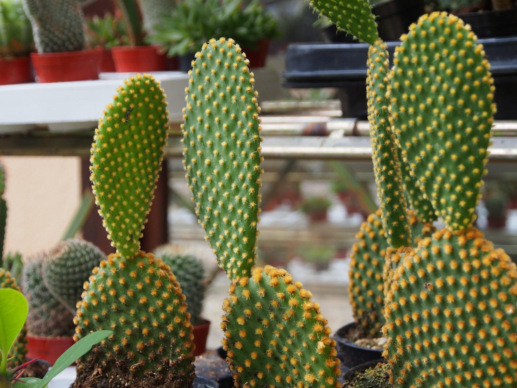 Jardín Botánico de Marimurtra, por Carlos Olmo