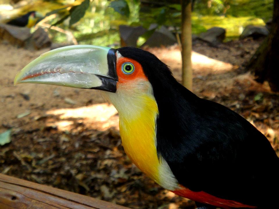 Zoologico de dois irmãos, por Erci Santos