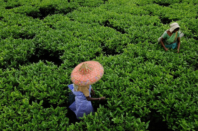 Khongea Tea Estate, por Vincenzo Tessarin