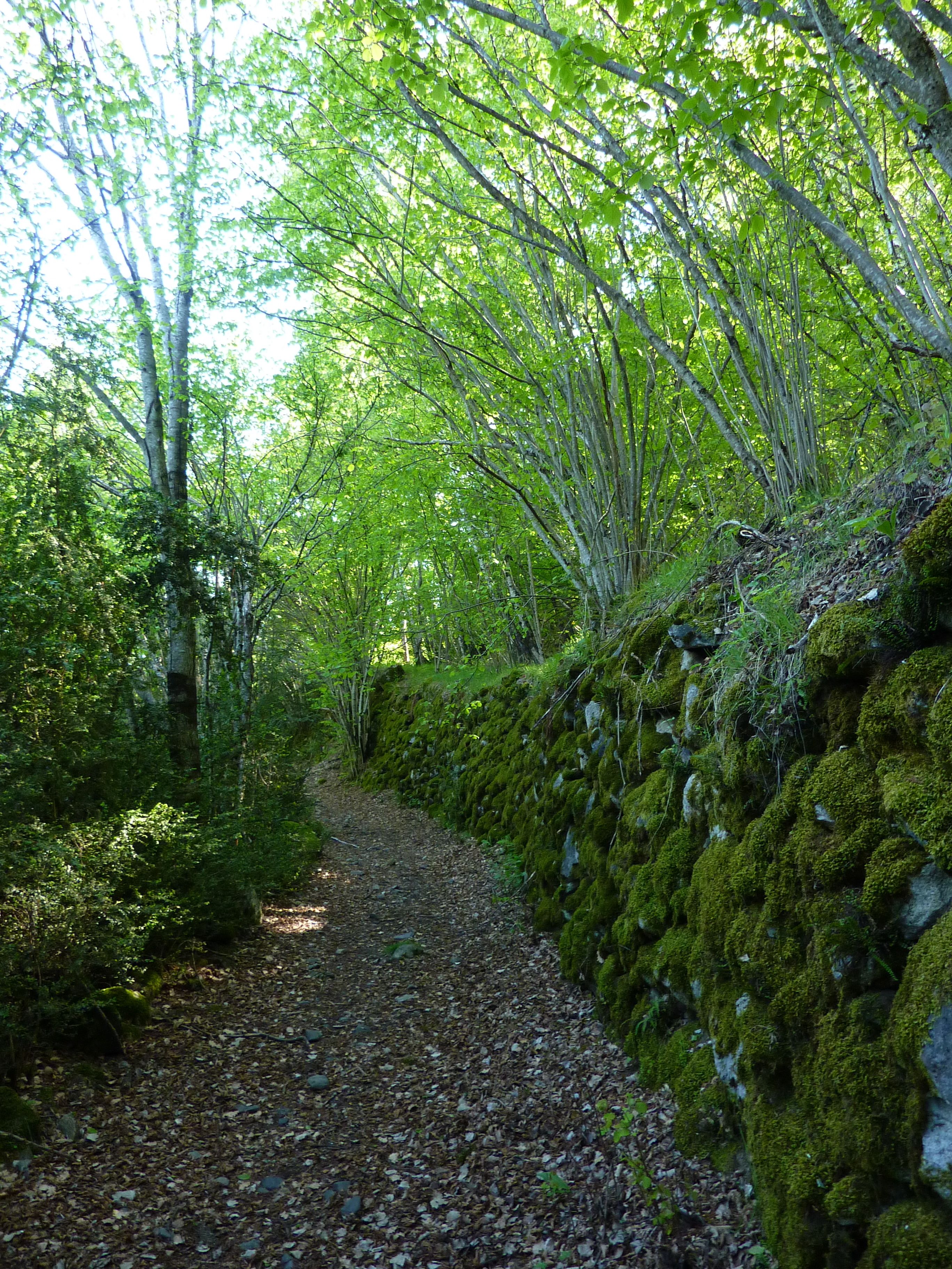 Bosques de Villanova, por Chema Ramon  Cosialls