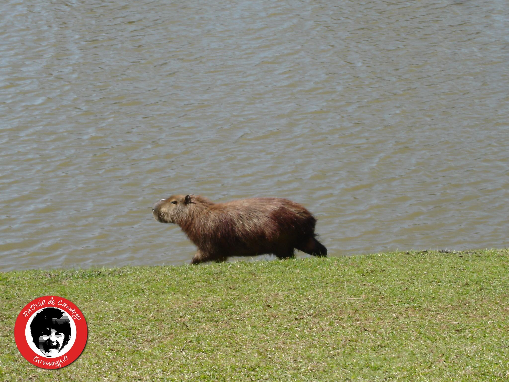 Parque Tingui, por Turomaquia