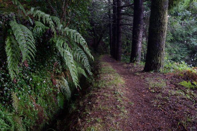 Levada do Moinho, por albertoloyo