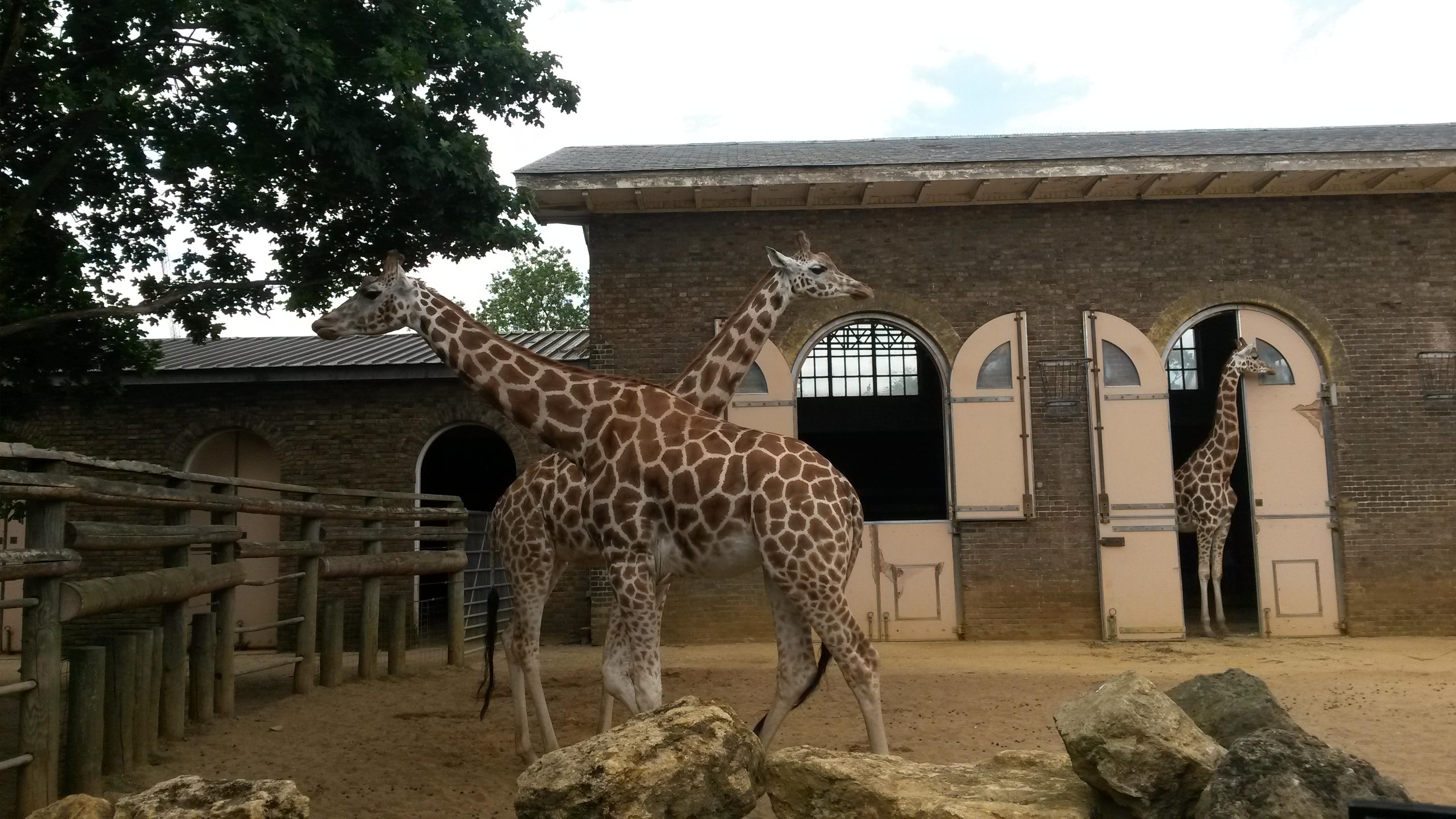 ZSL - Zoológico de Londres, por Simina Elena Stamate