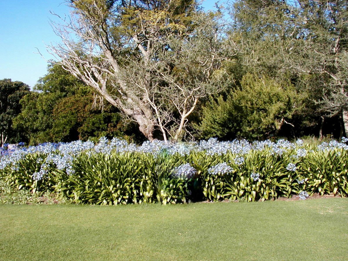 Kirstenbosch, por macgreg