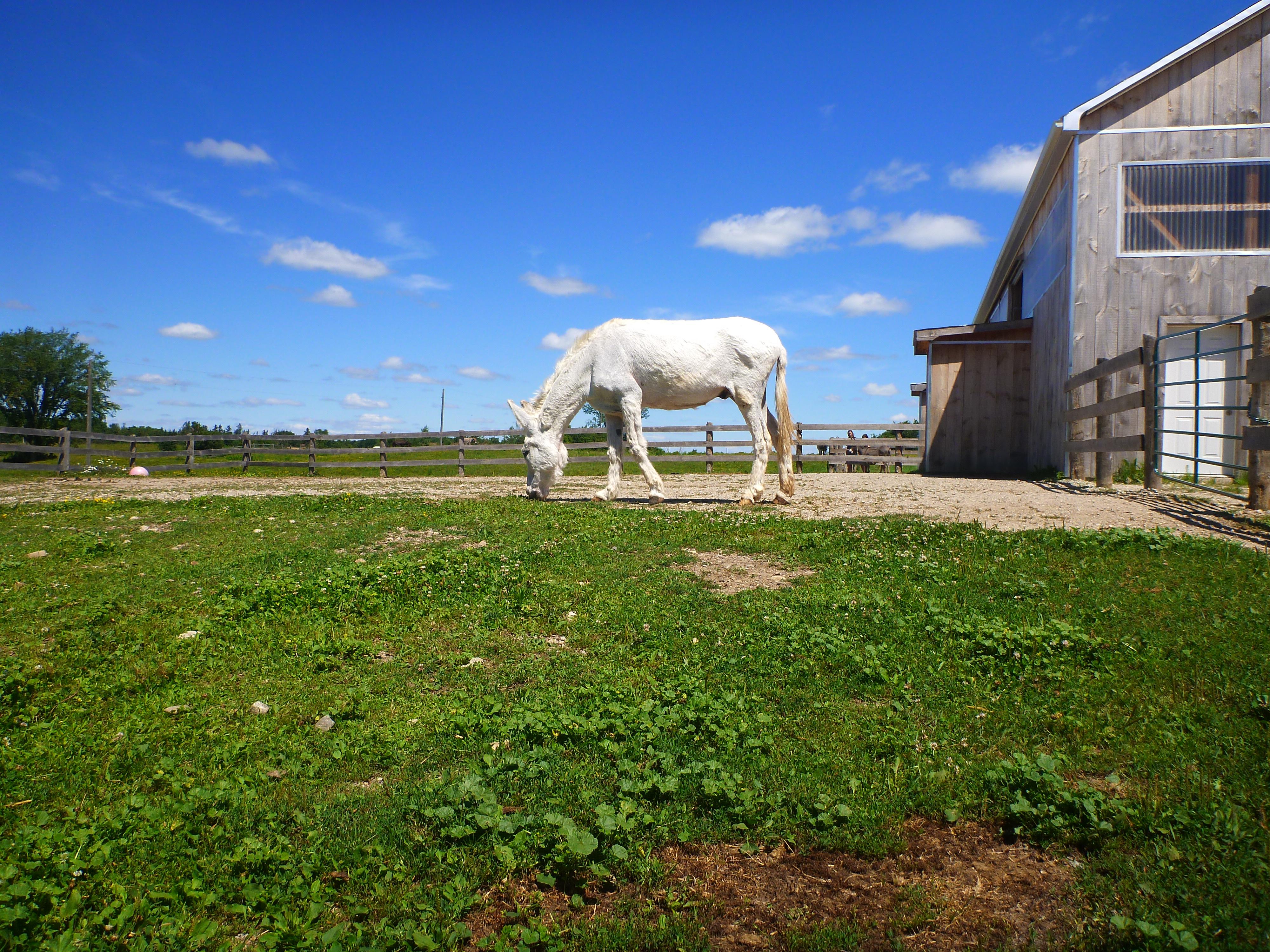 Donkey Sactuary of Canada, por Justin Plus Lauren