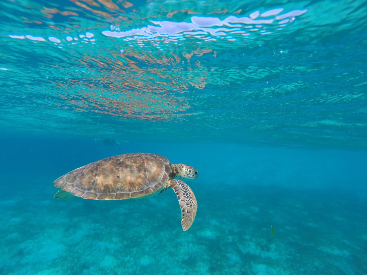 Cayos de Tobago, por Cali Day