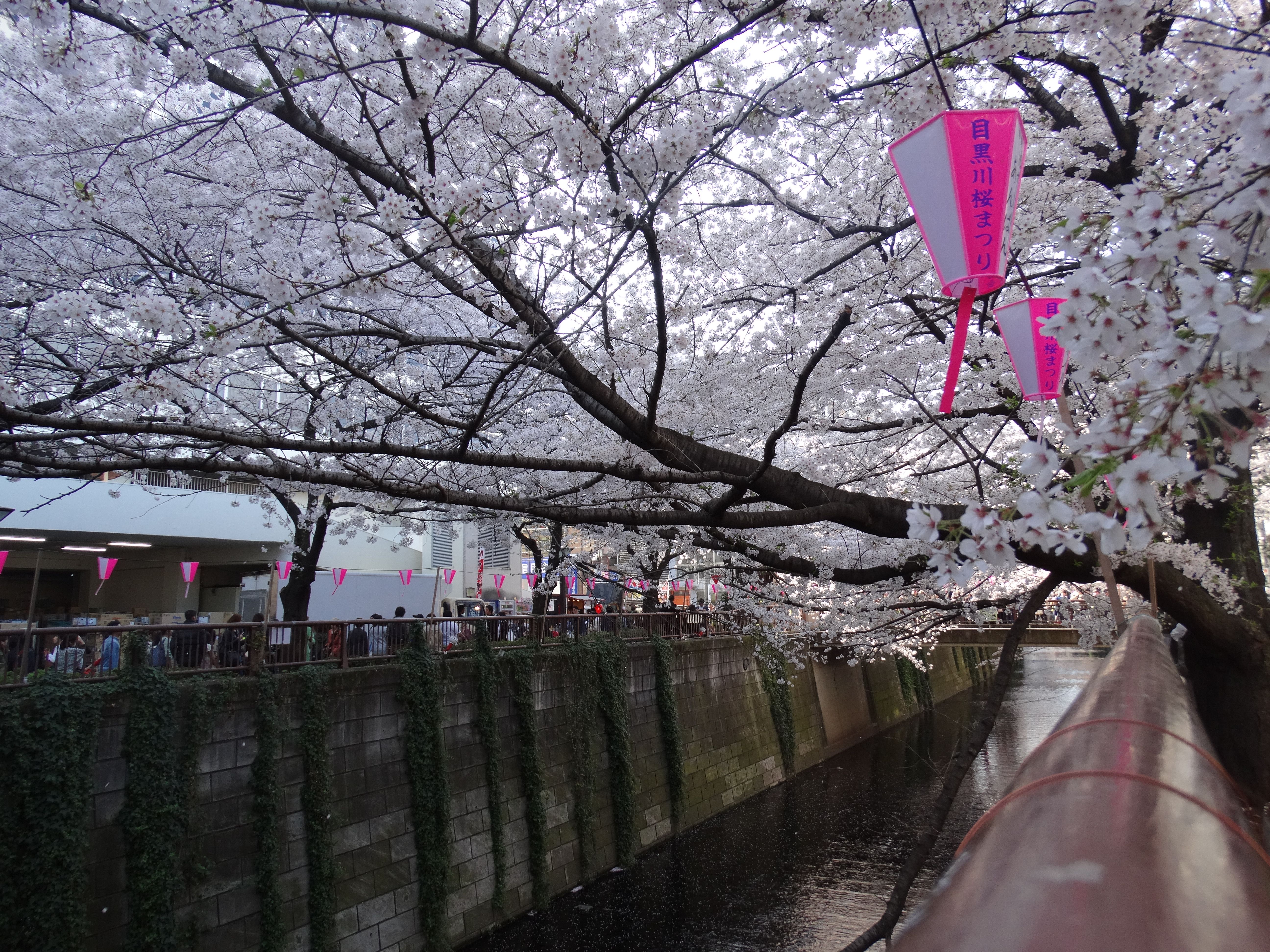 Ríos en Tokyo: un recorrido por sus encantos y paisajes fluviales