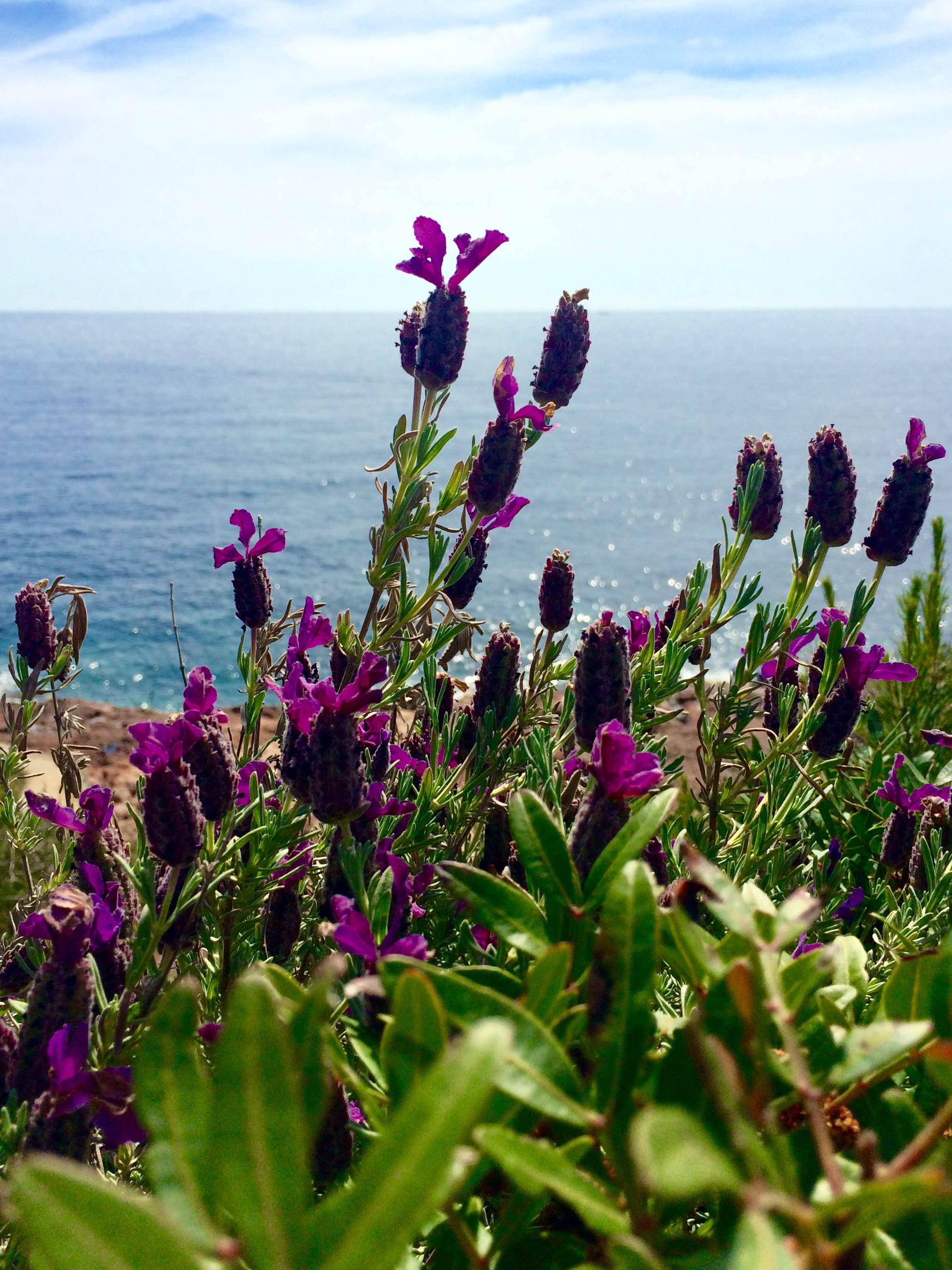 Playa Camp Long, por Aurore Lallemand