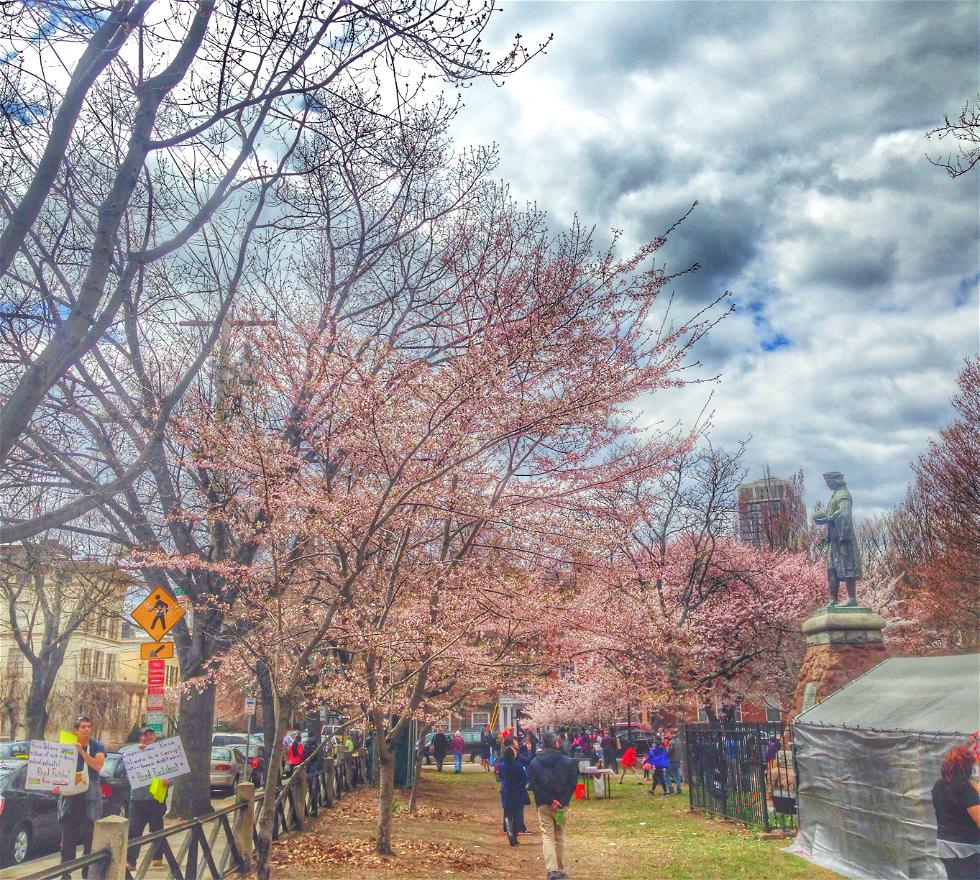 Cherry Blossom Festival en New Haven 1 opiniones y 5 fotos
