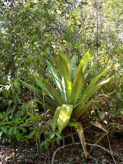 Trilha das Bromélias Gigantes, por Luise GP