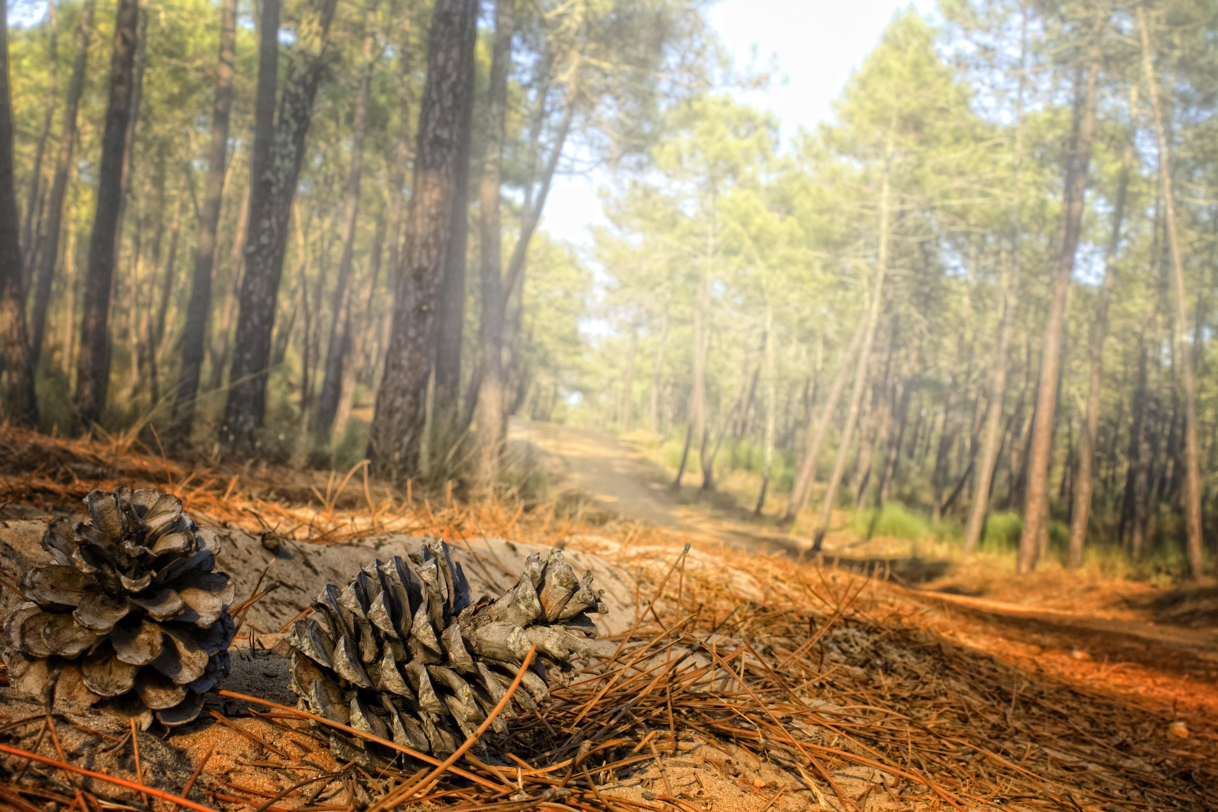 Bosques encantadores de Portugal que invitan a la exploración