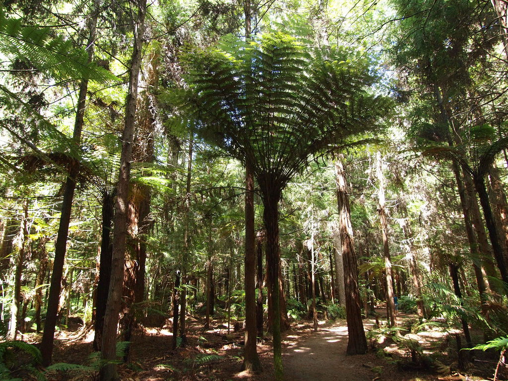 Redwooks walking trek, por Carlos Olmo