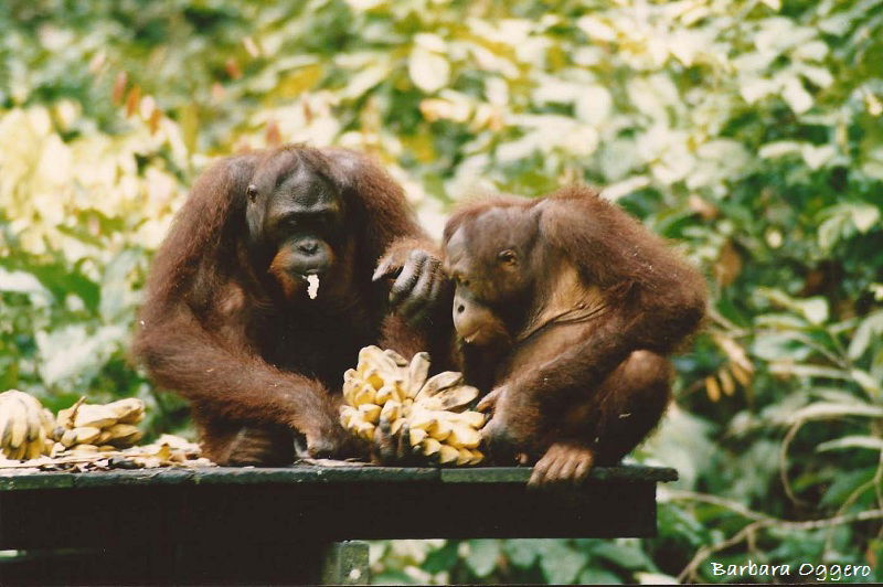 Sepilok Santuario orangutanes, por Barbara Oggero