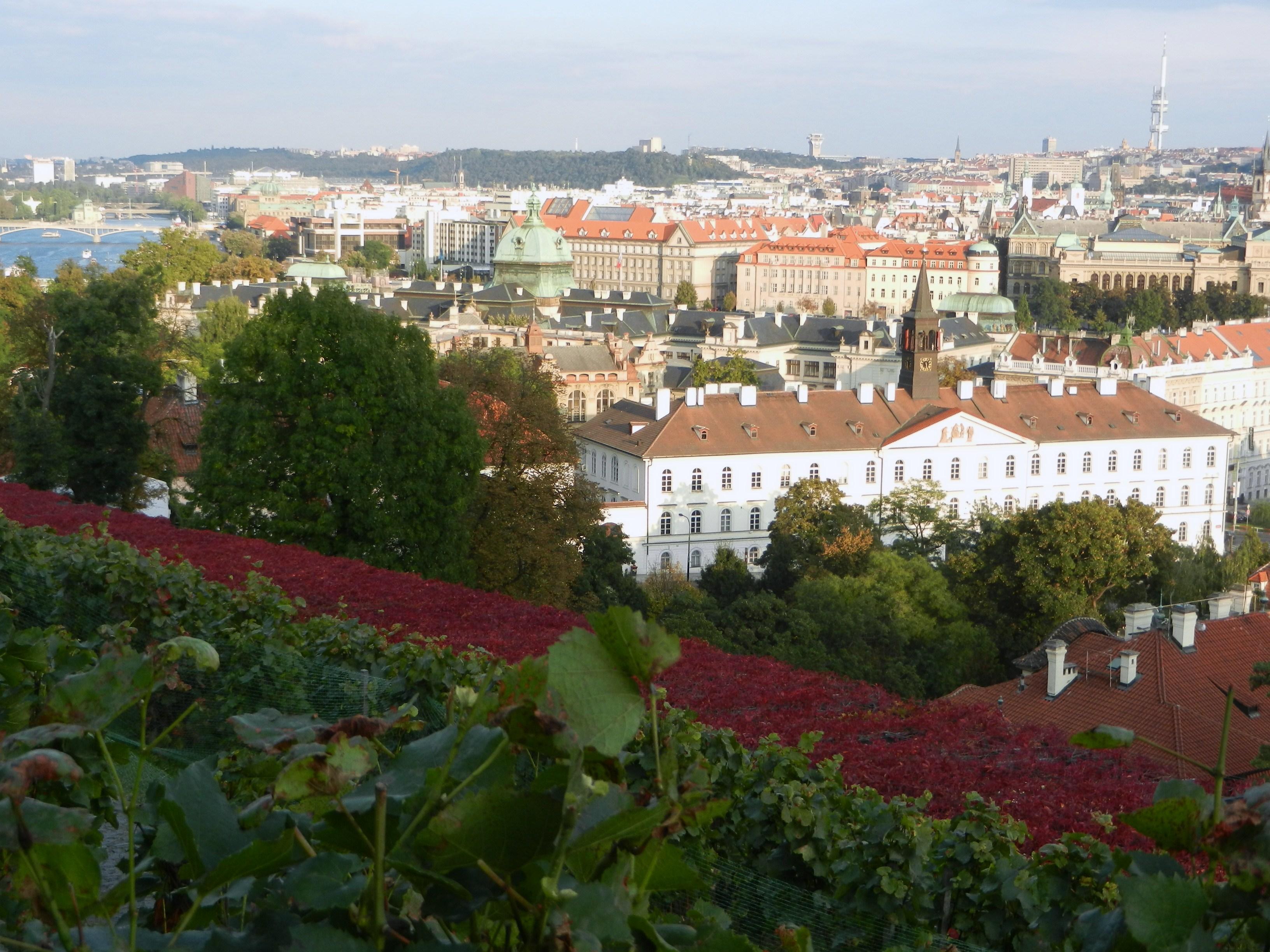 St.Wenceslas vineyard, por lauraw