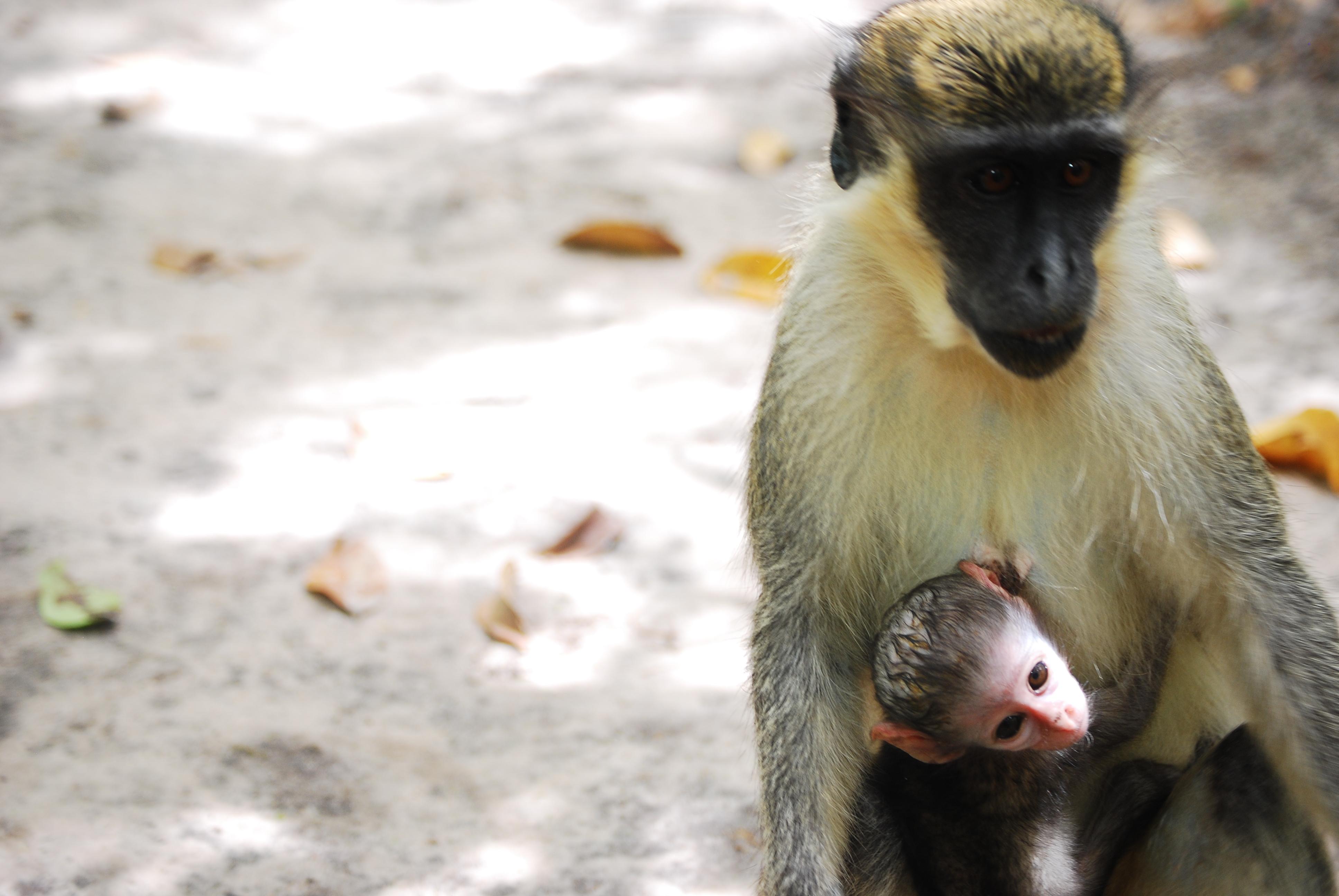 Reservas Naturales en Gambia: un refugio de biodiversidad y encanto