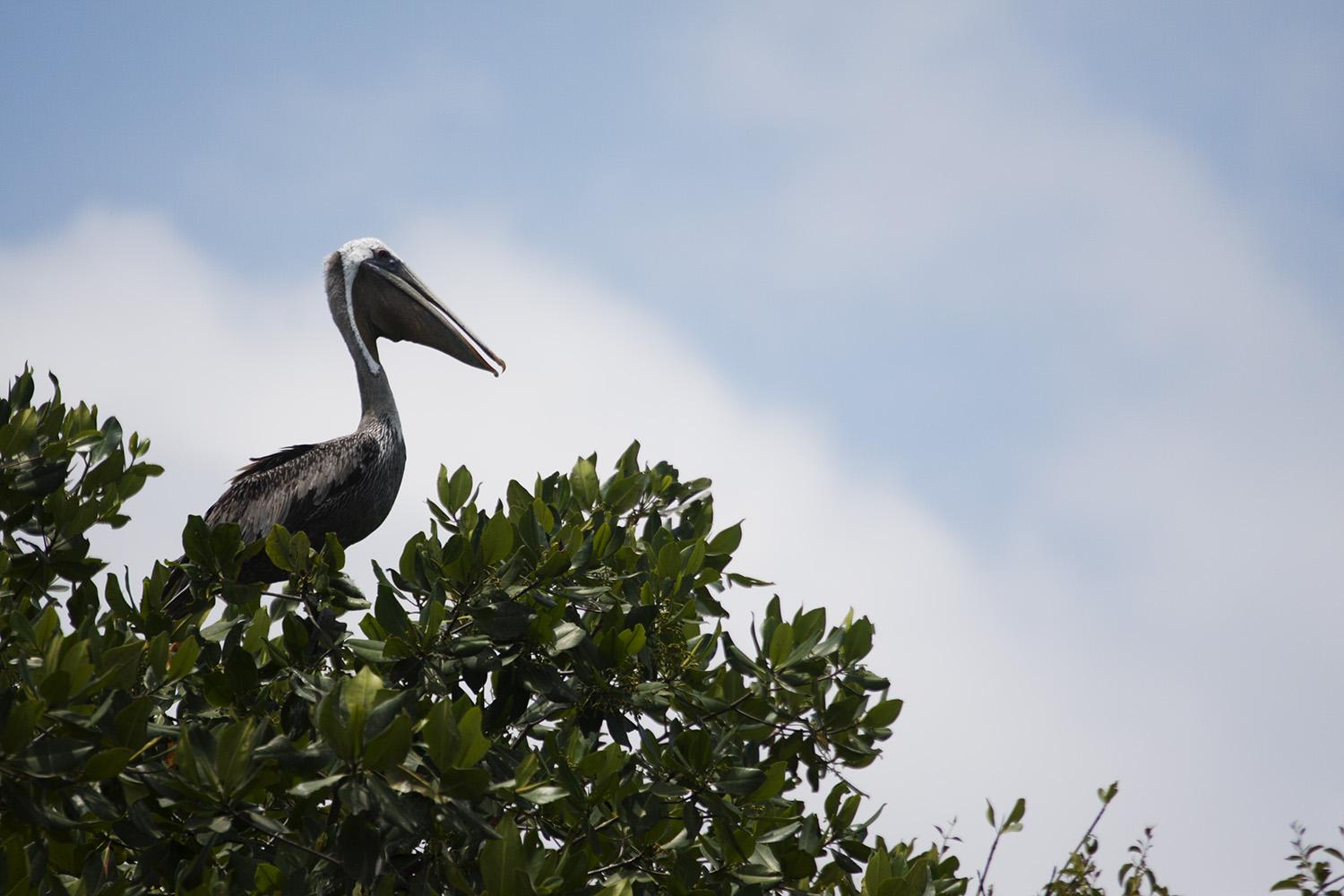 Refugio de Vida Silvestre Manglares El Morro, por Tribi Lin