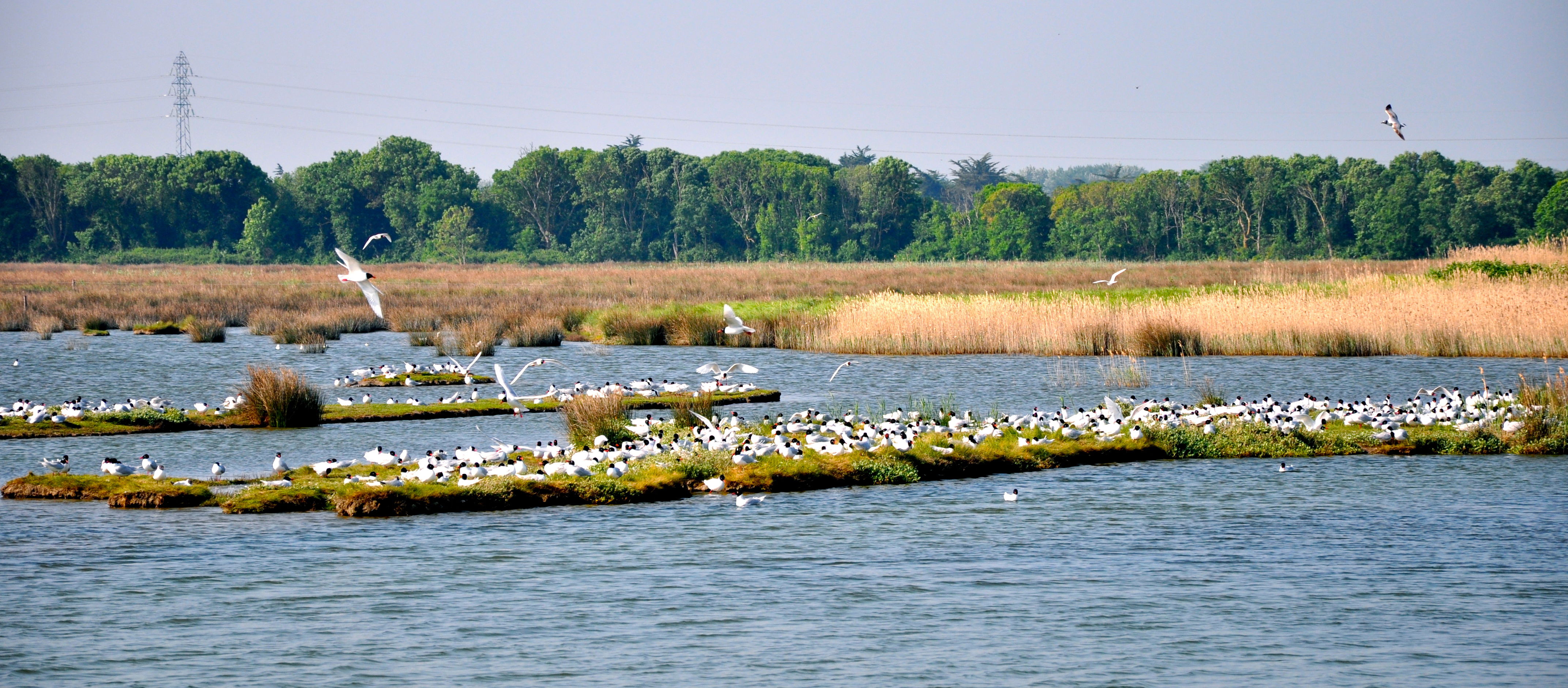 Polder de Sébastopol, por Marie-Aude 