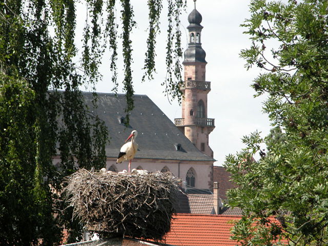 Parque de las cigüeñas, por OT Molsheim-Mutzig