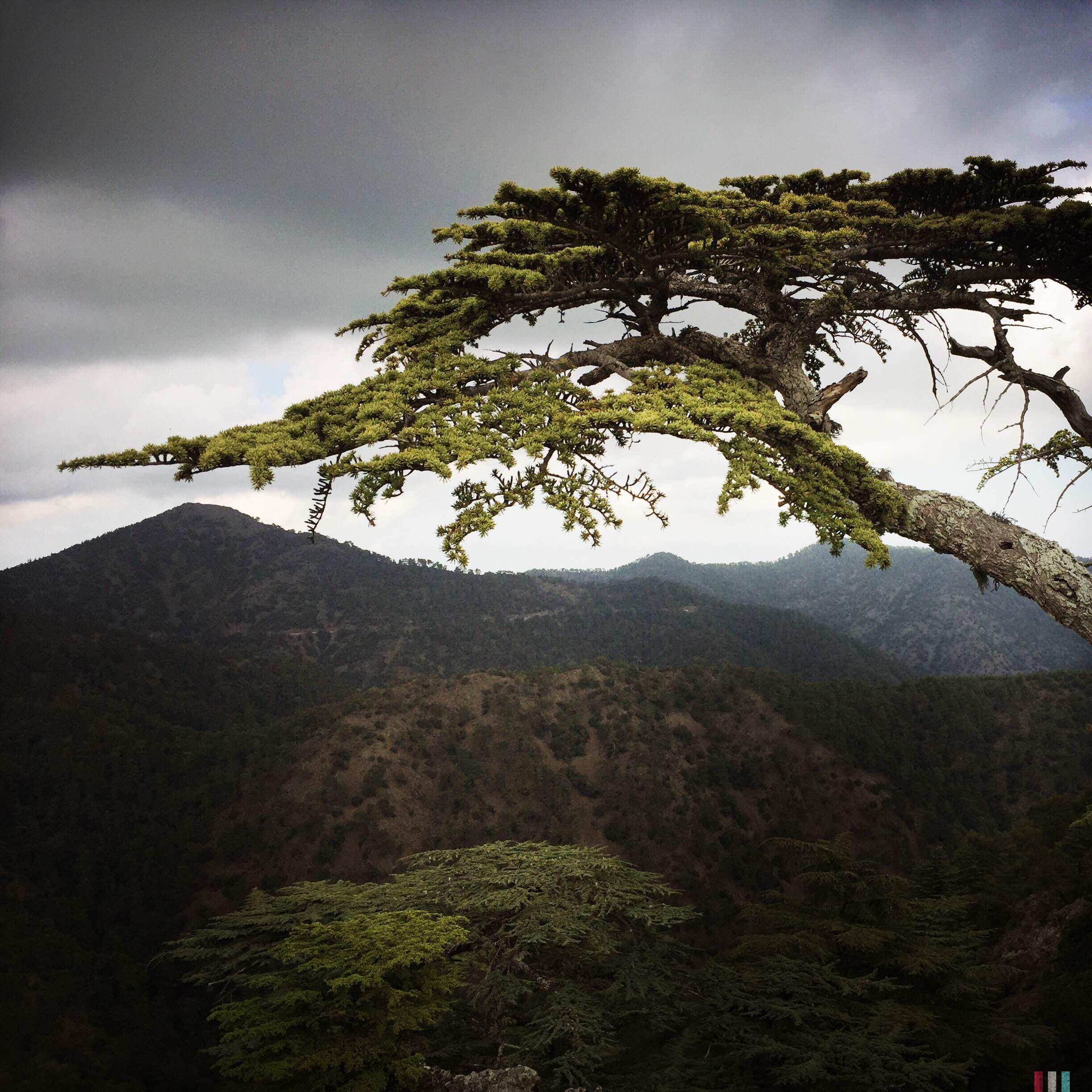 Cedar Valley - Valle de Cedros, por Beatriz Zaera Hierro