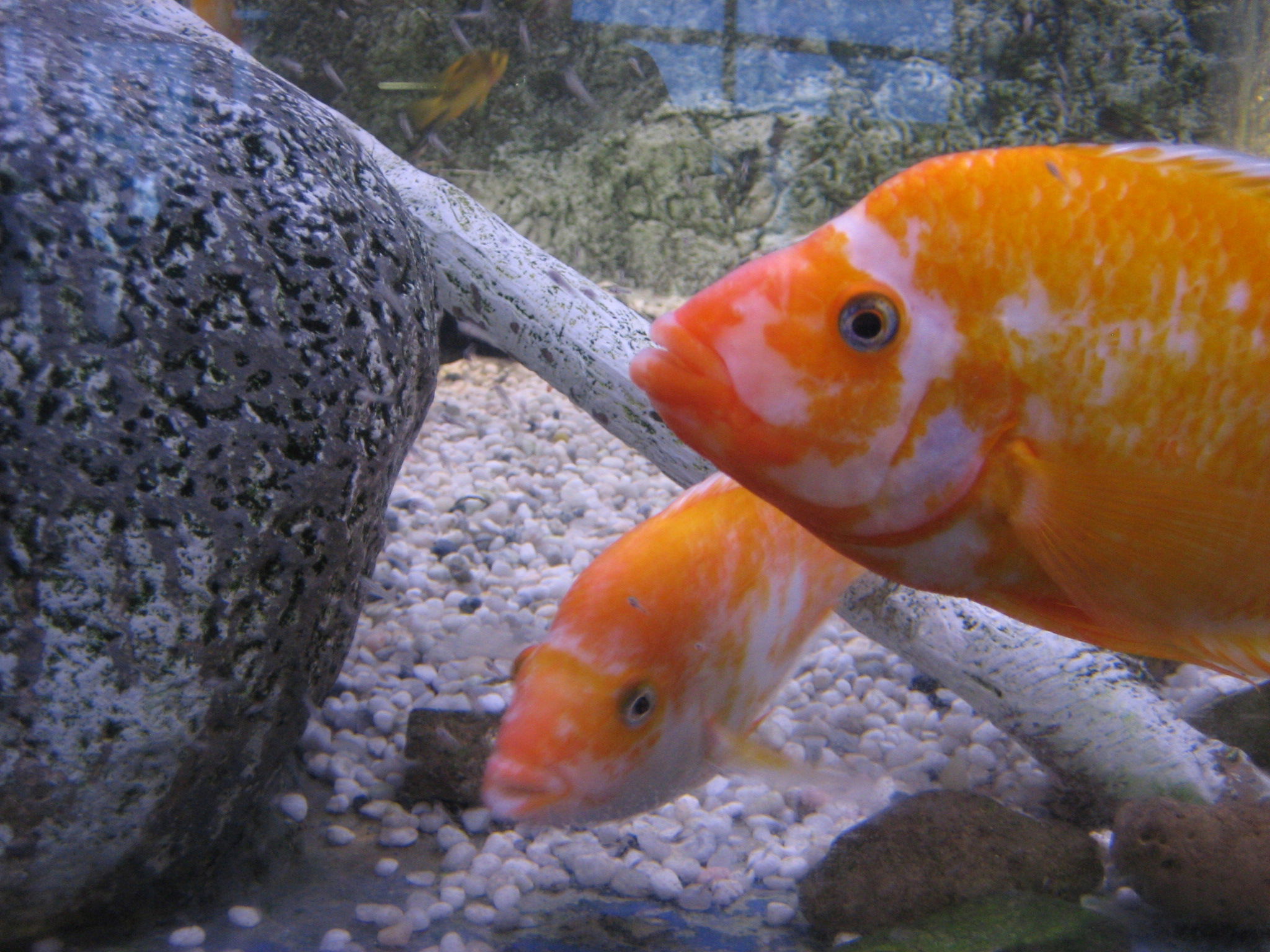 L'Aquarium de Barcelona, por aierim