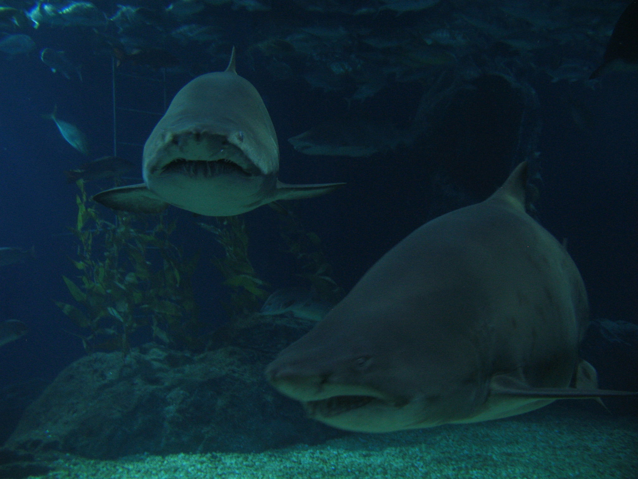 Siam Ocean World, por miguel a. cartagena