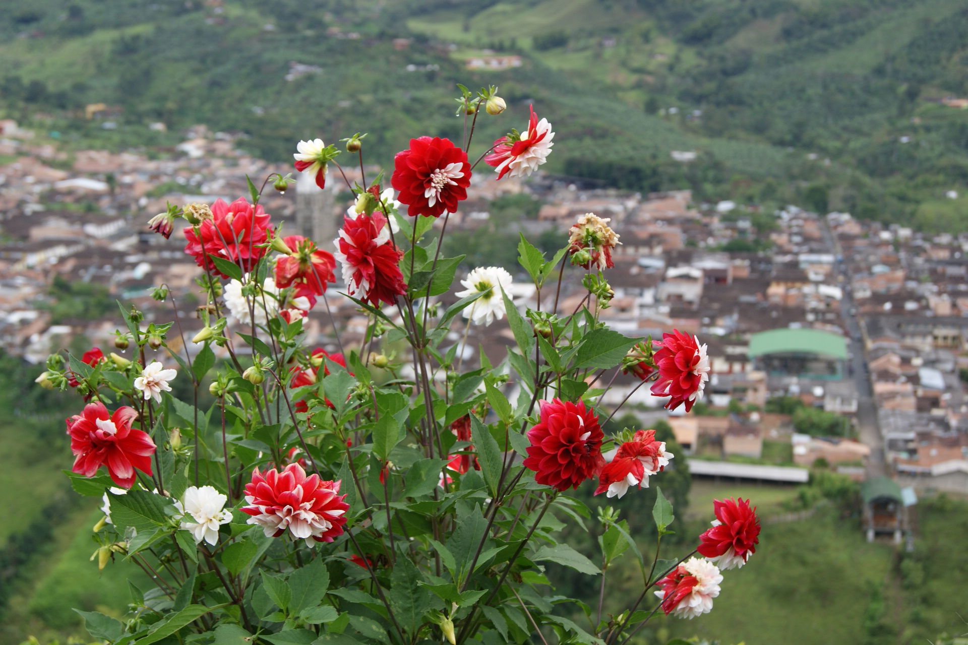 Jardín, por Radler