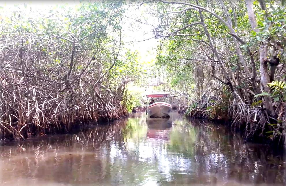 Manglares del Río Tecolutla, por Roberto Carrillo