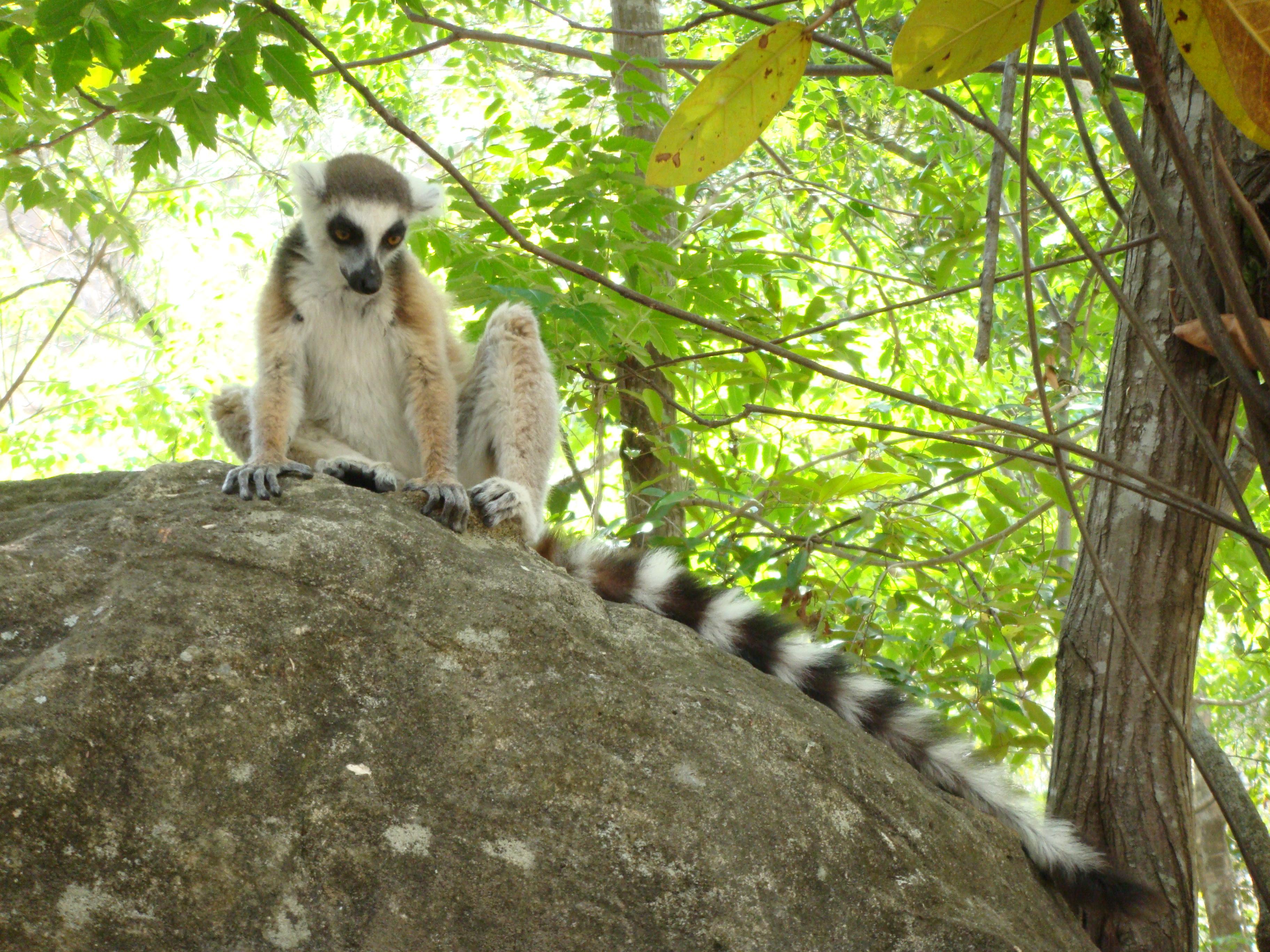 Reservas naturales en Madagascar: un paraíso por descubrir