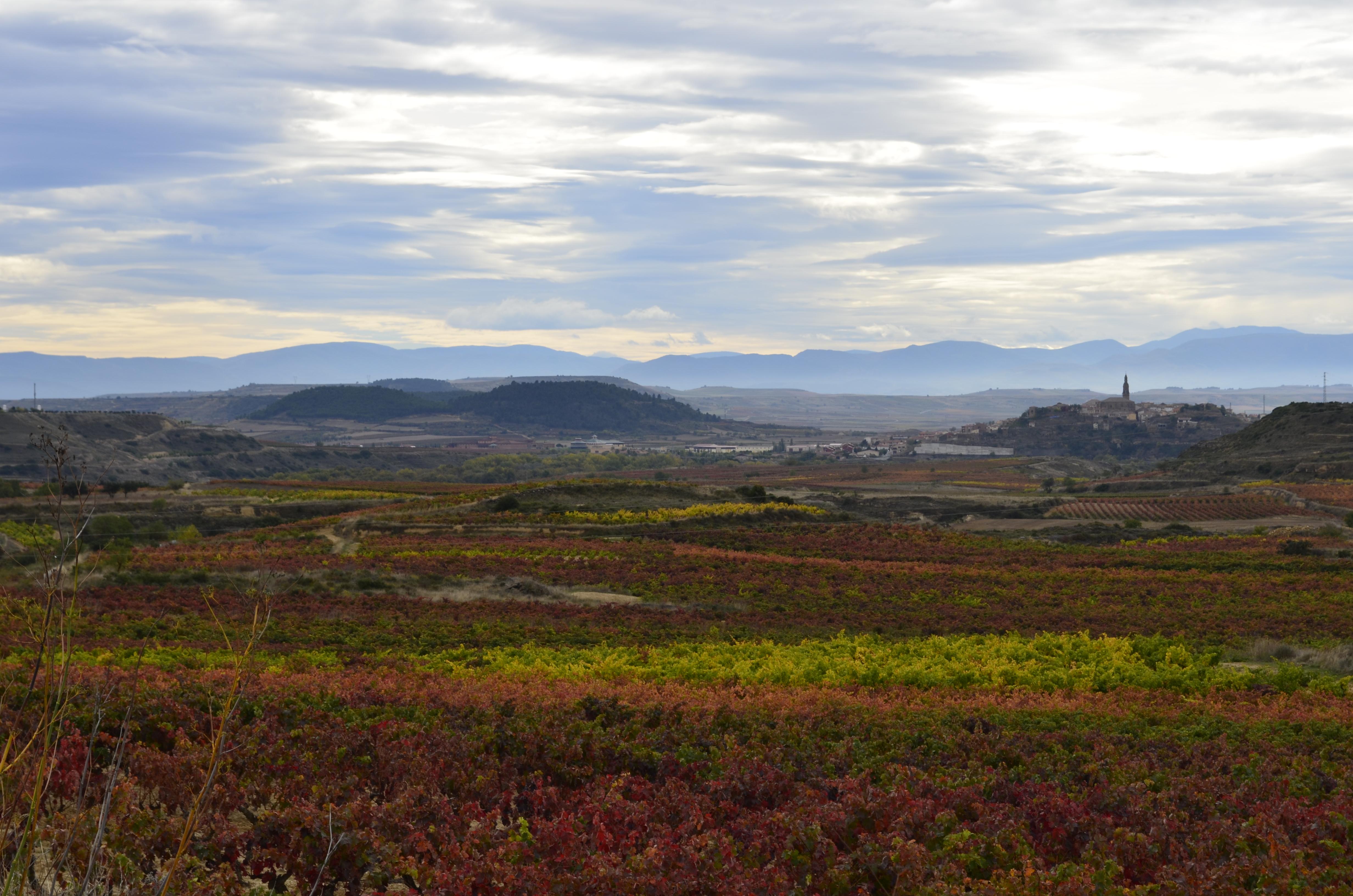 Bodegas en Logroño, un viaje por el mundo del vino y sus secretos