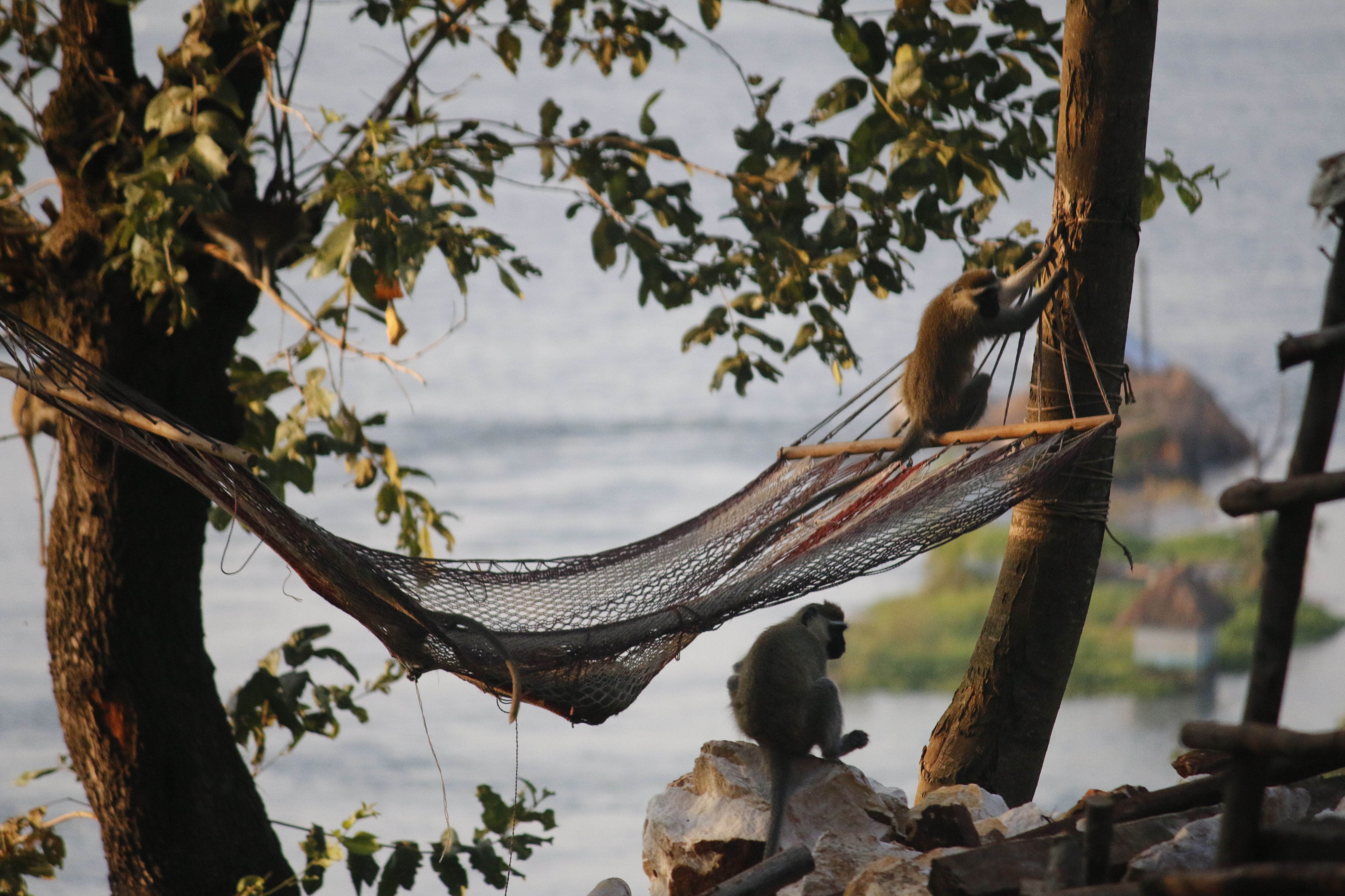 Lagos en Uganda: un paraíso oculto de belleza y diversidad natural