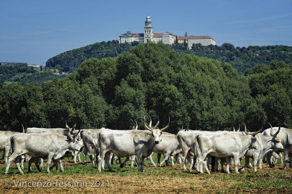 Abadía de Pannonhalma, por Vincenzo Tessarin