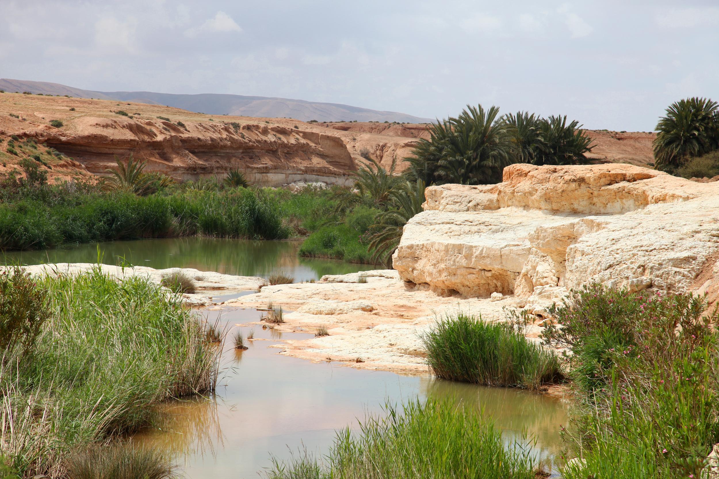 Sources de l'oasis de Tighmert, por GERARD DECQ
