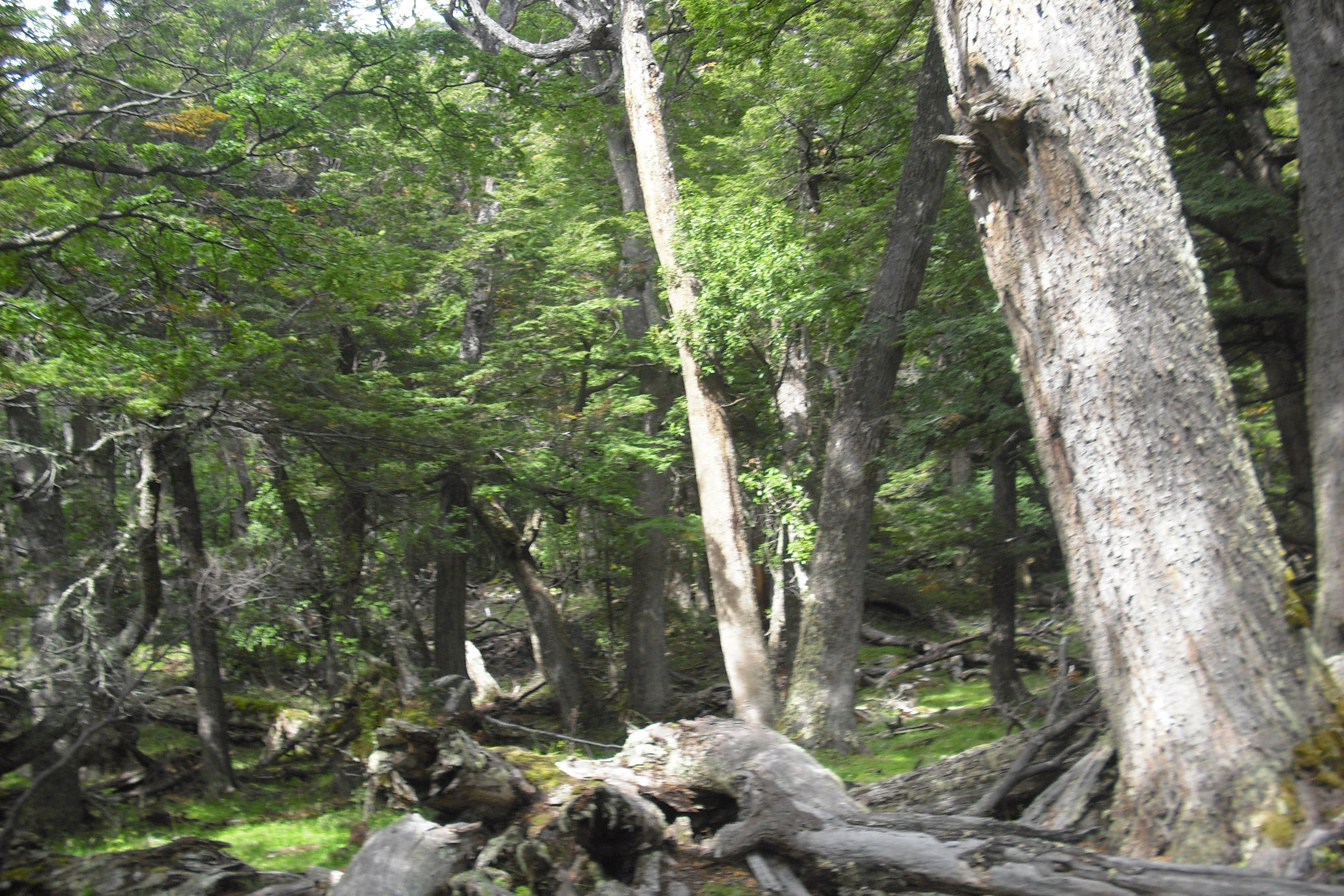 Los bosques m s bonitos de Santa Cruz minube