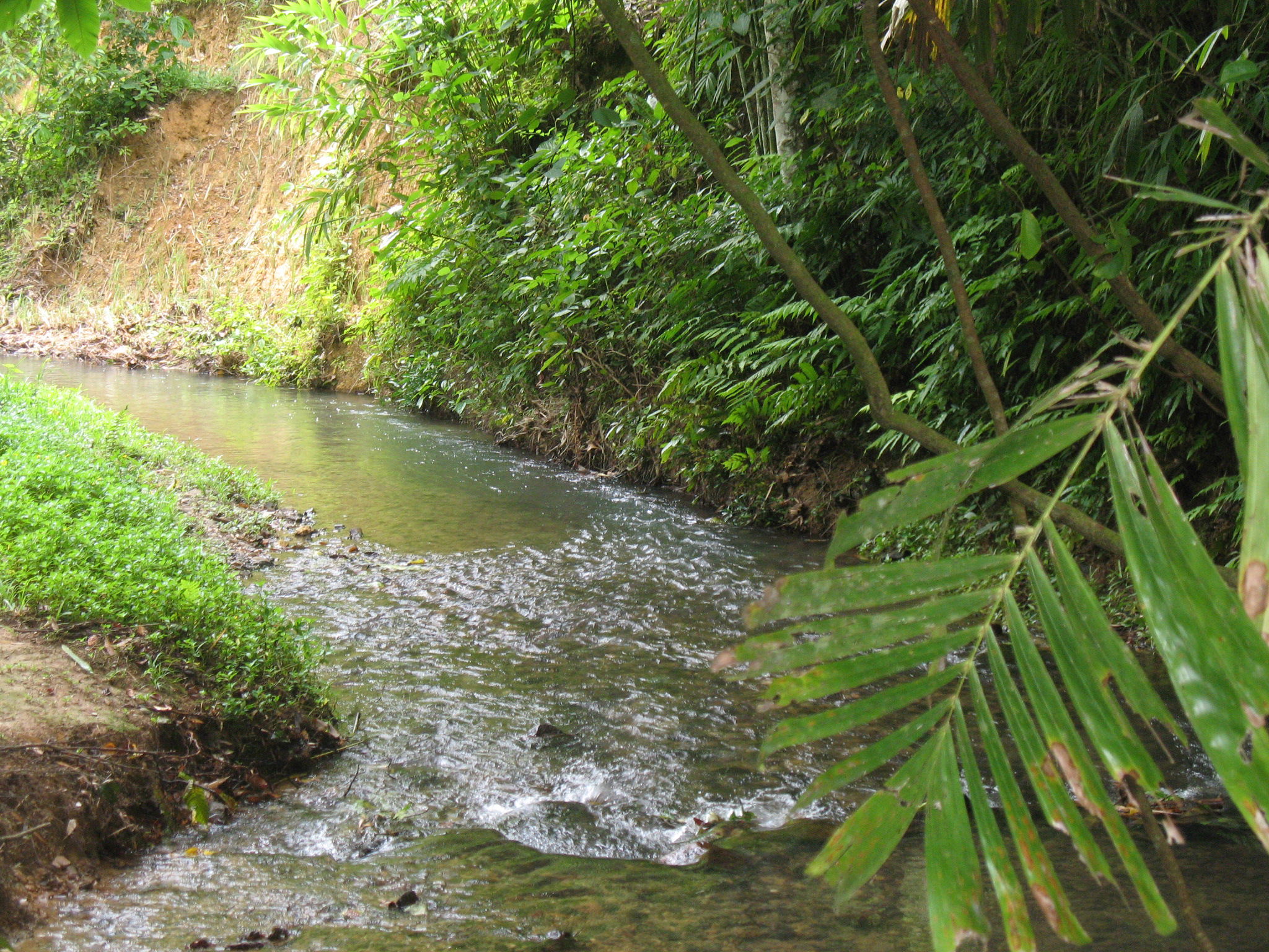 Raman Forest Park, por miguel a. cartagena