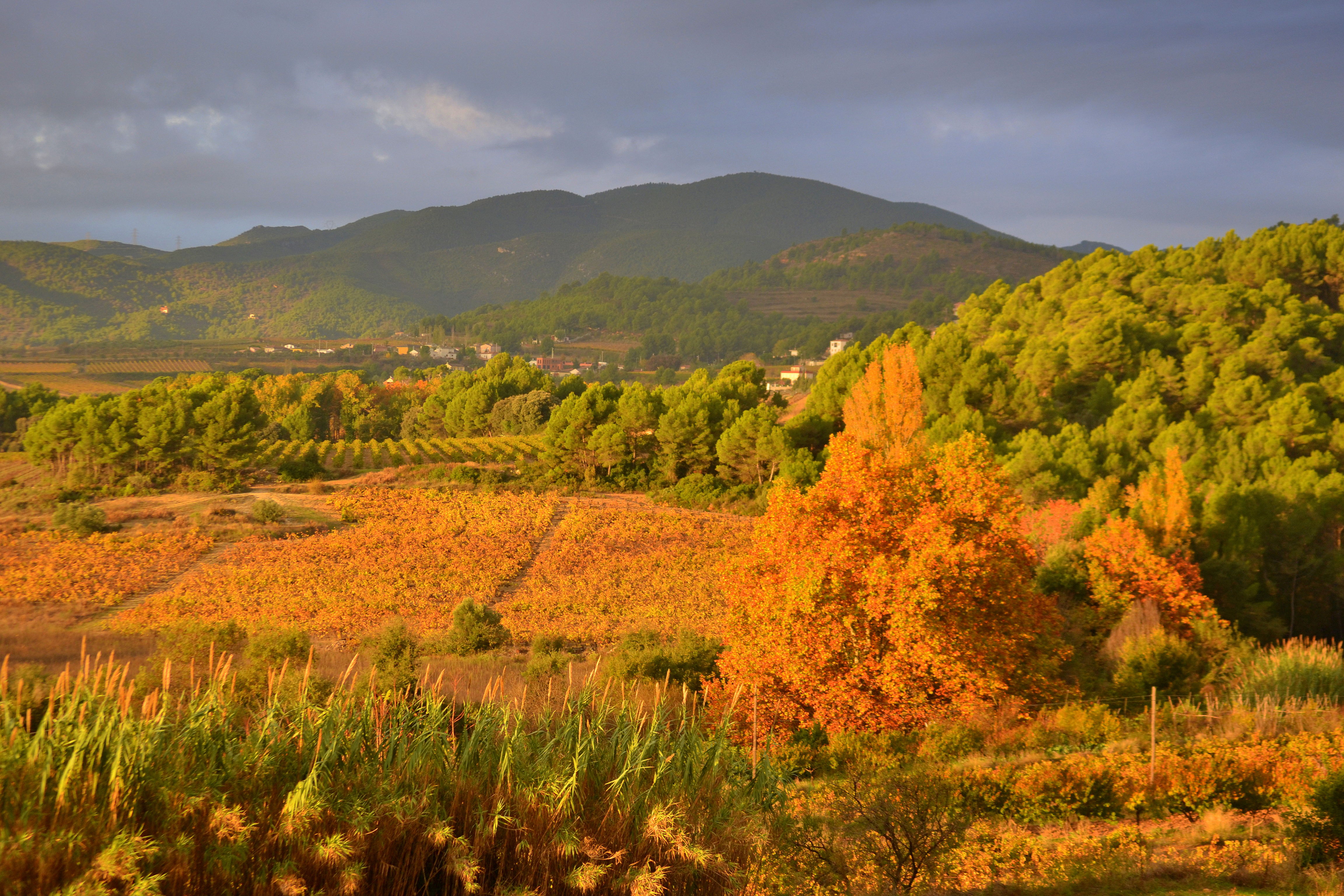 Bodegas en Girona que enamoran: un viaje por el enoturismo local