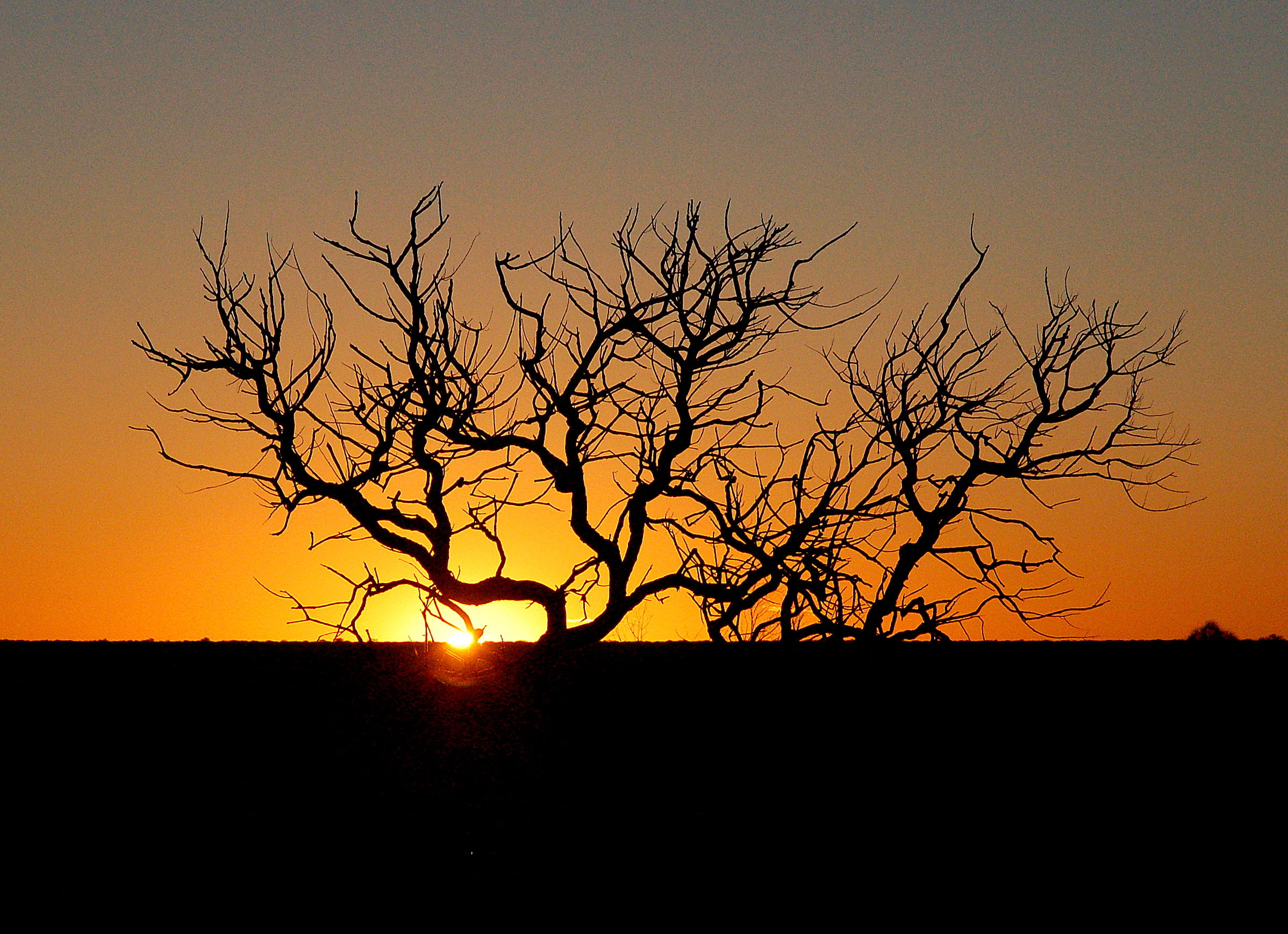 Sounds of Silence, cena en Ayers Rock, por naxos