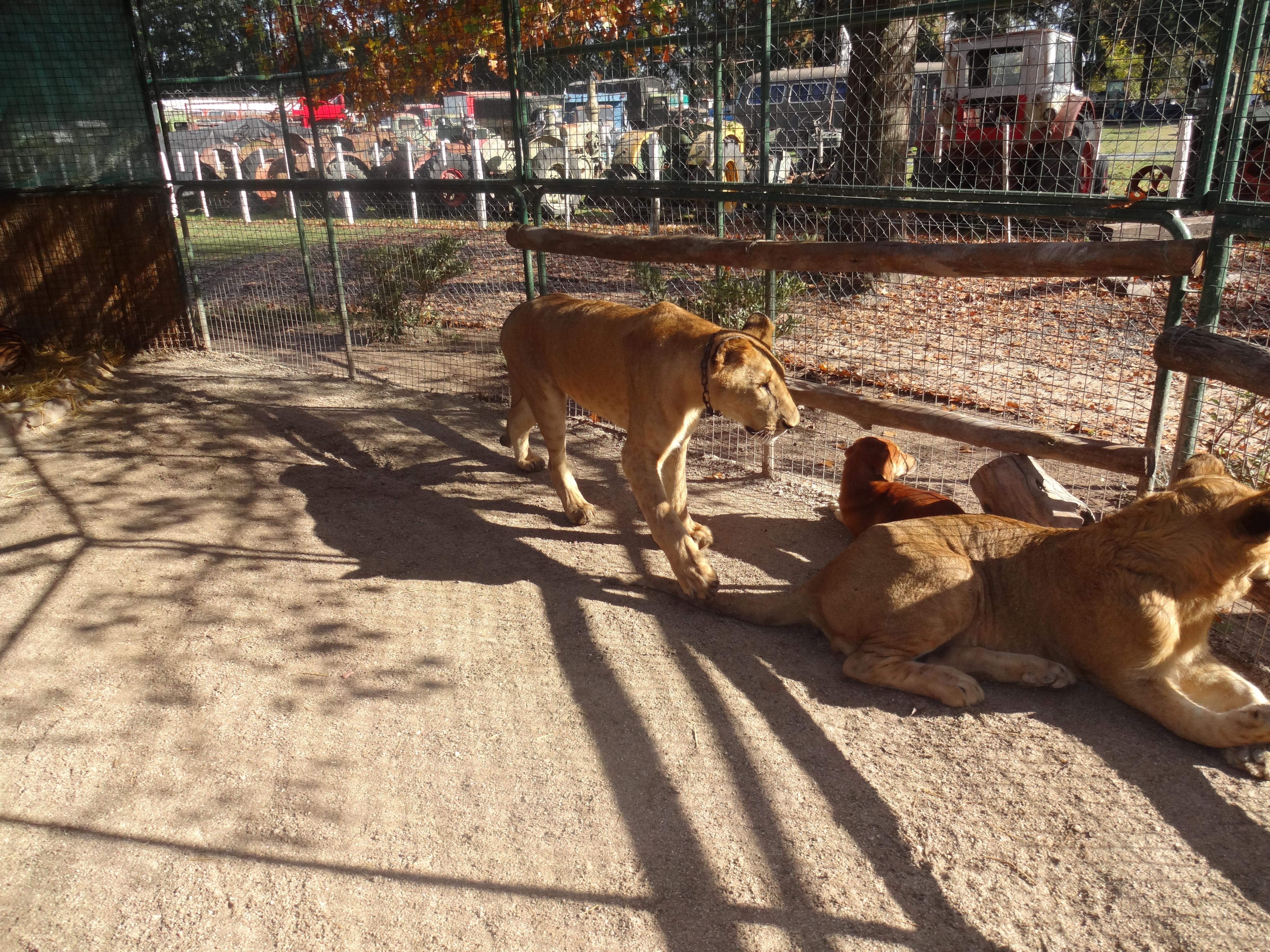 Zoos en Argentina: una aventura fascinante con fauna diversa