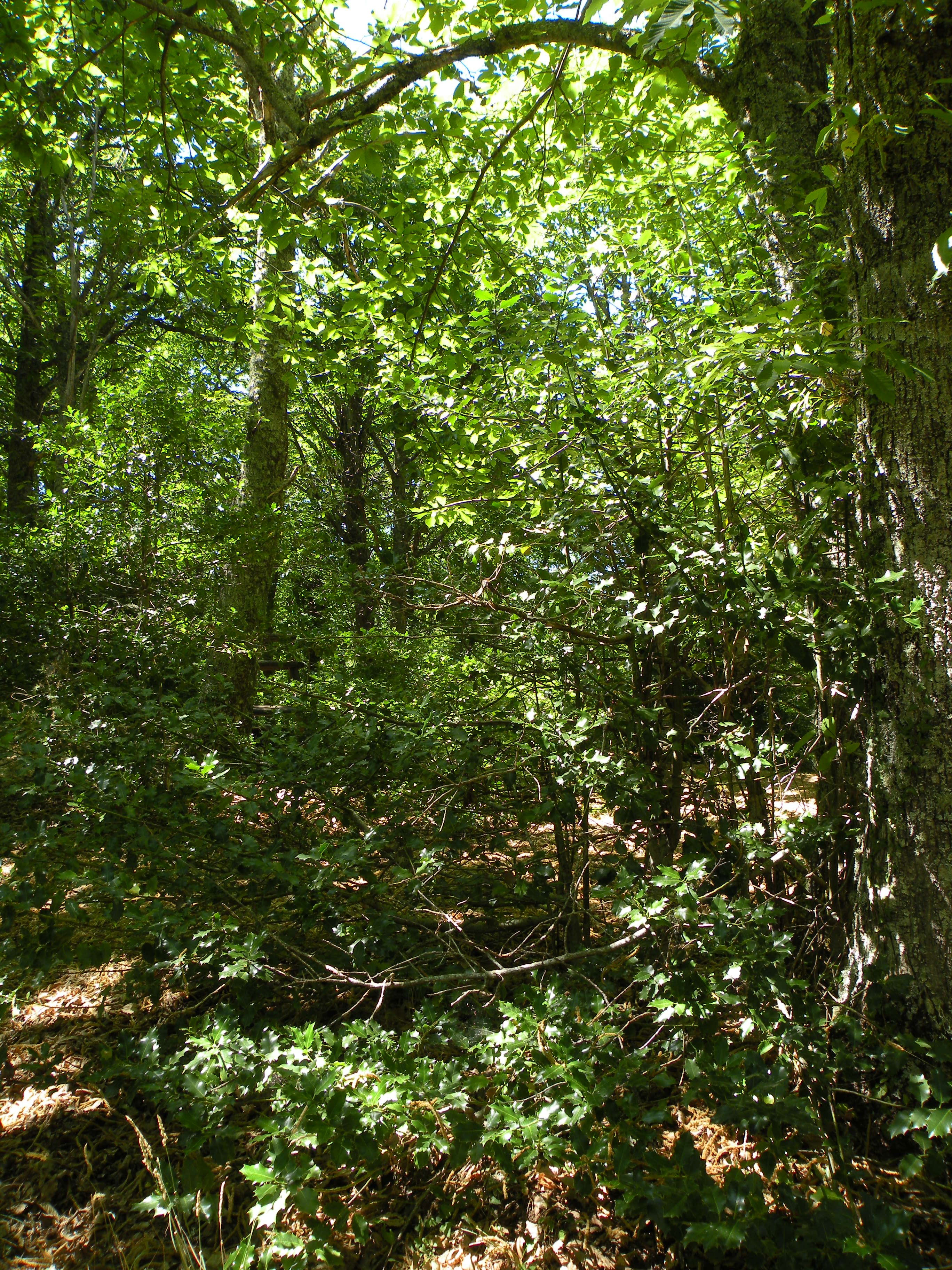 El bosque de la Honfría, por Carmen Rodriguez Macias