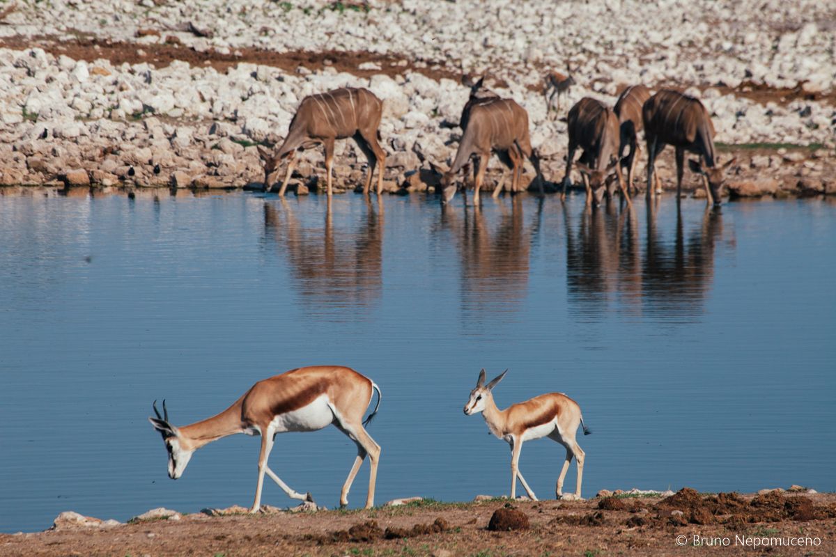 Okaukuejo Waterhole, por Bruno Nepomuceno