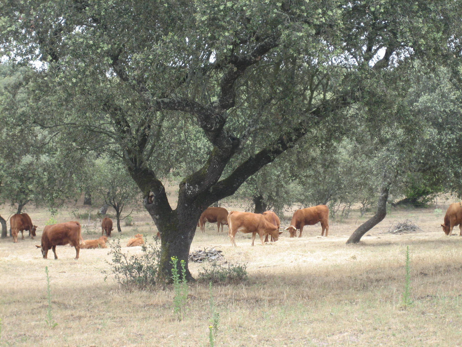 Bosque de alcornoques, por Fer Tamudo