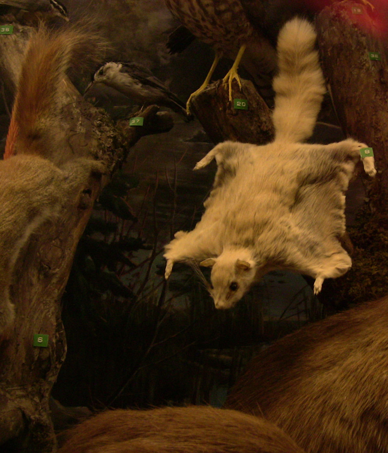 Biodome en Montreal, por Marine Derre