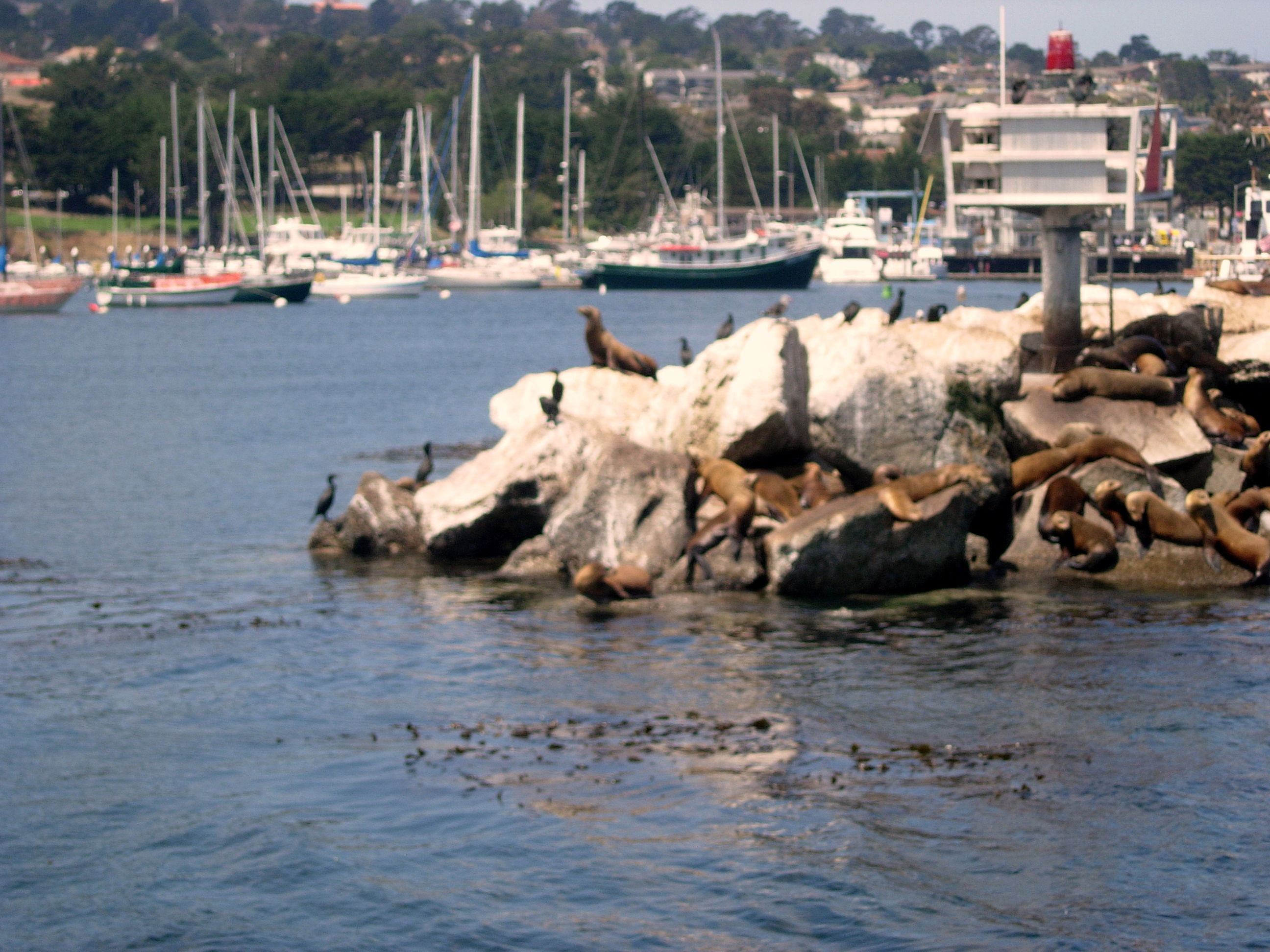 Monterey Bay Whale Watch, por patrick