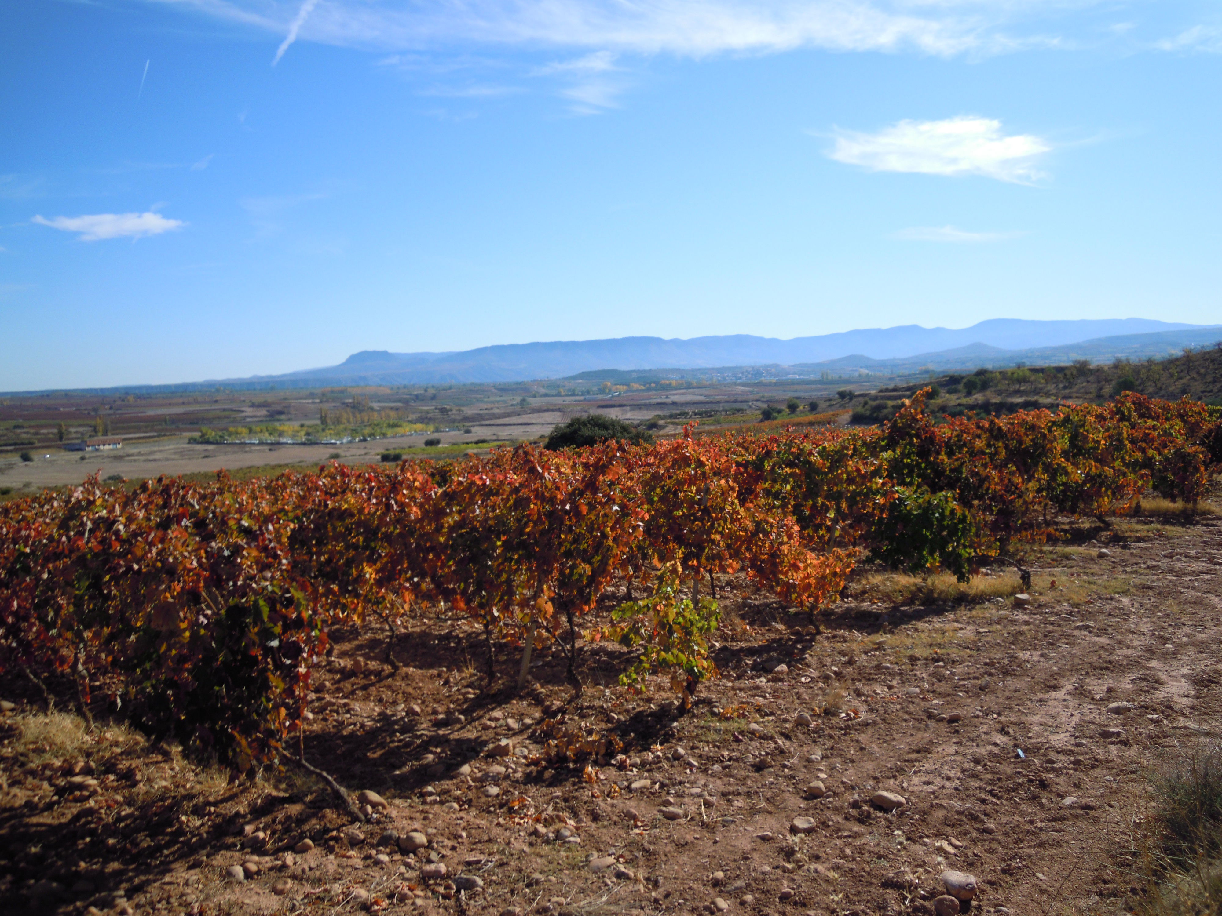 Viñedos de la Rioja, por laura tenebrosi
