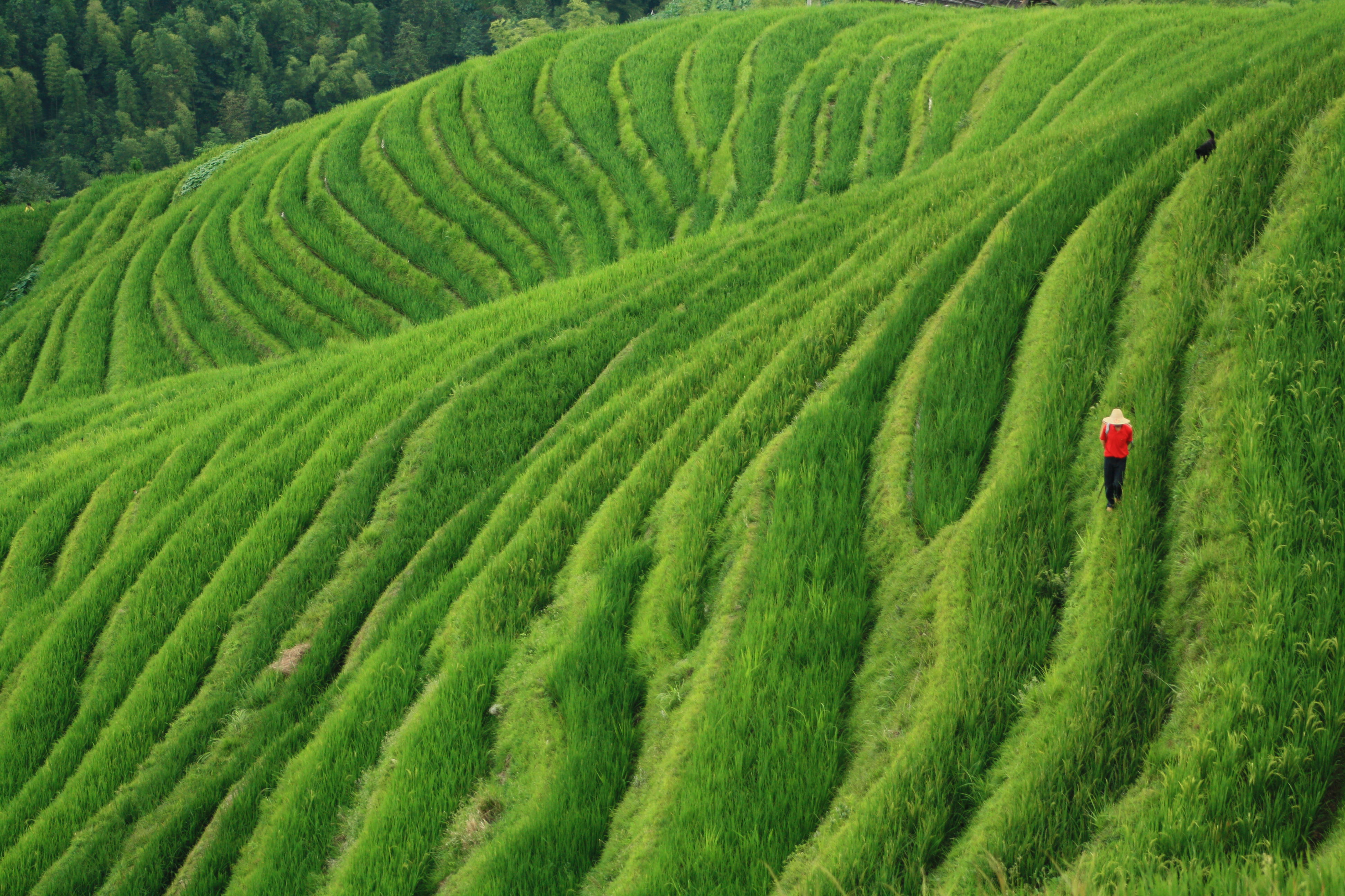 Arrozales de Jinkeng - Longji, por Adrian